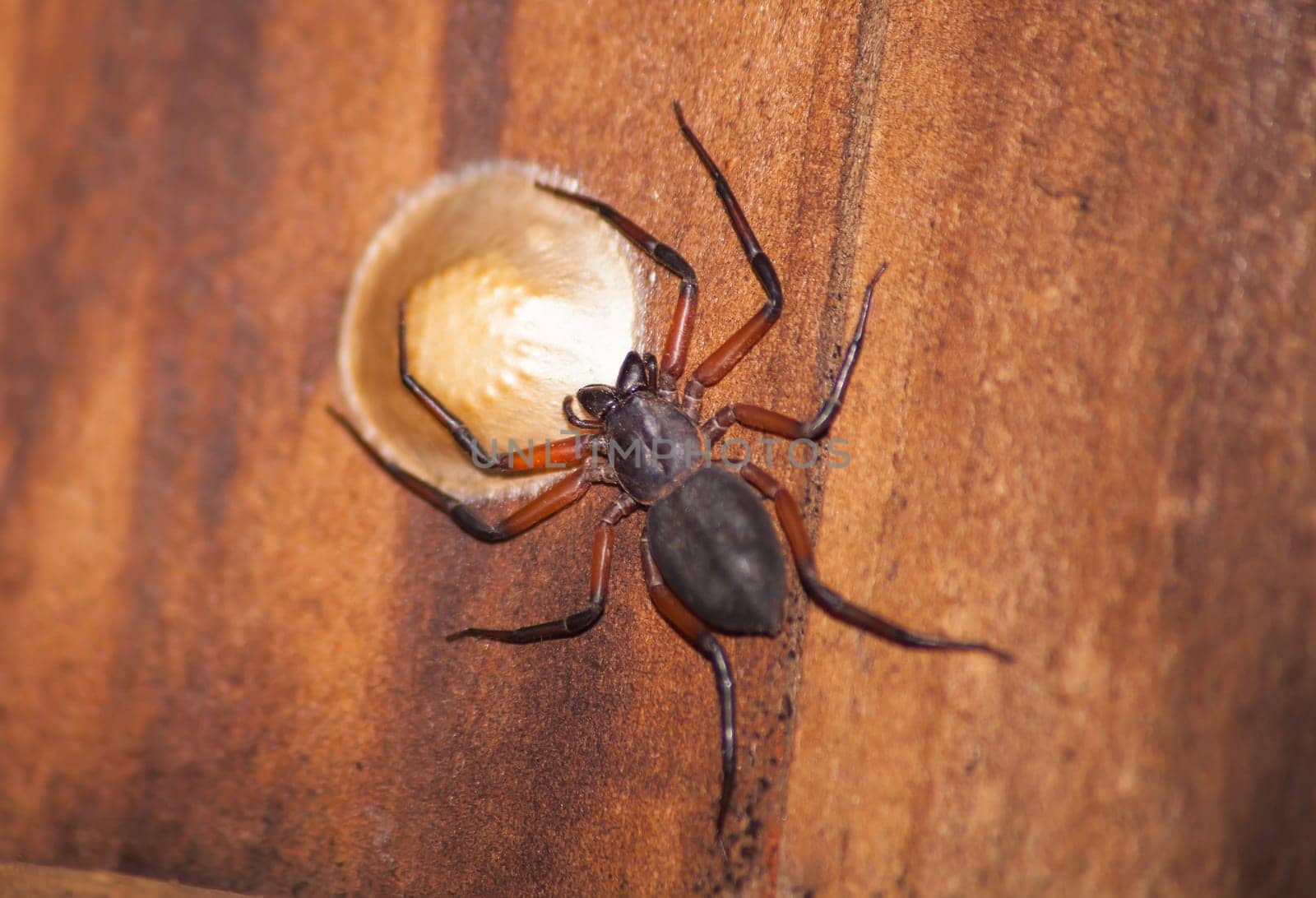 Female Scorpion Spider (Platyoides walteri) guarding her egg sack