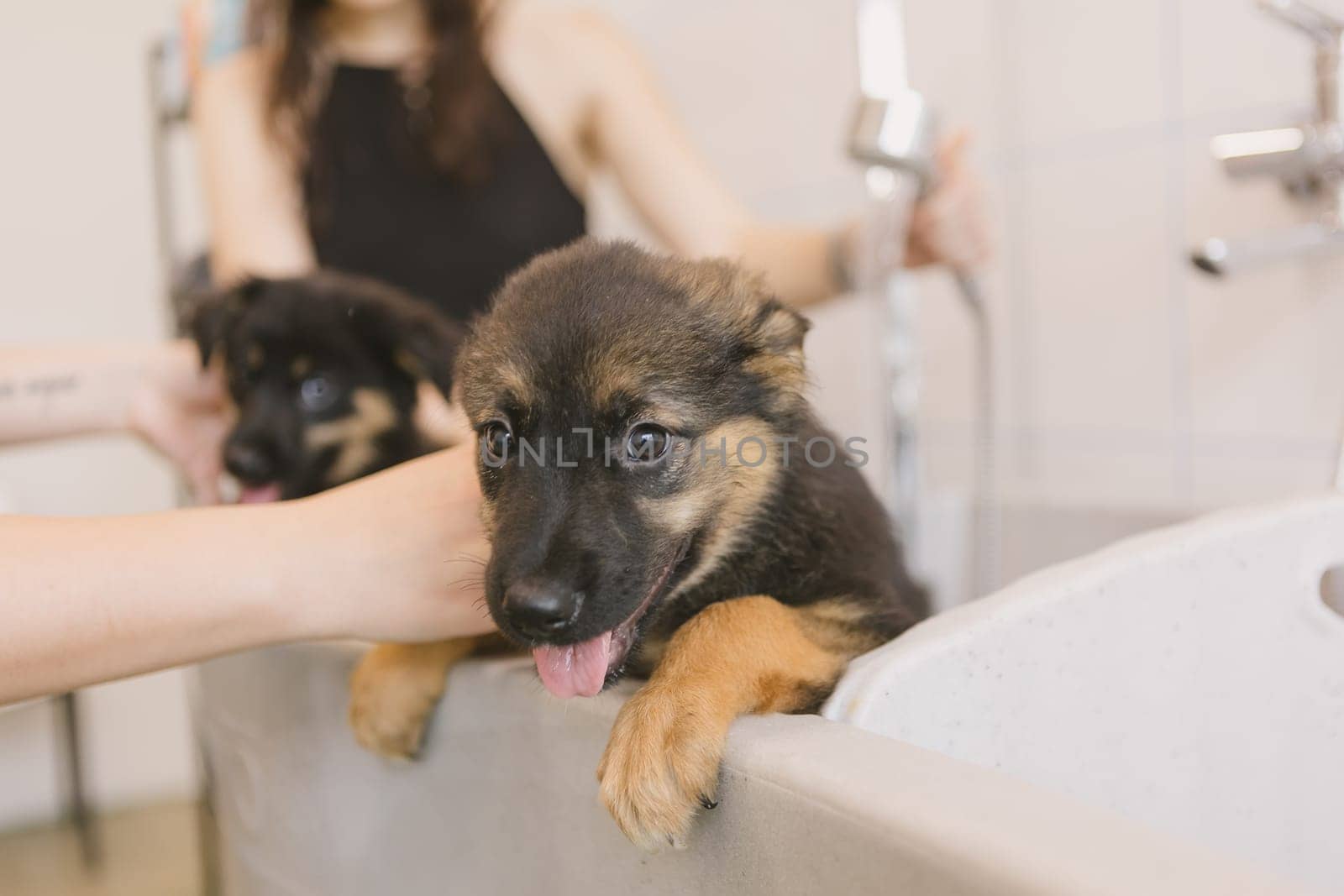 Two wet cute and beautiful puppy dogs bath in the bathtub and washing. Pet groomer washing two puppy dog in grooming salon. Professional animal care service in vet clinic. Veterinarian washes puppy doggy. Shallow dof.