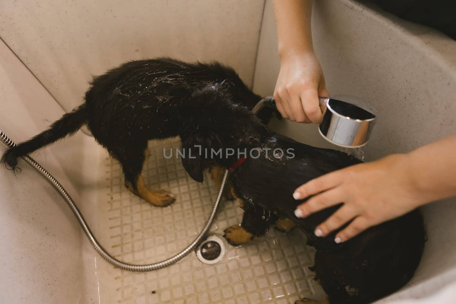 Two wet cute and beautiful puppy dogs bath in the bathtub and washing. Pet groomer washing two puppy dog in grooming salon. Professional animal care service in vet clinic. Veterinarian washes puppy doggy. Shallow dof.