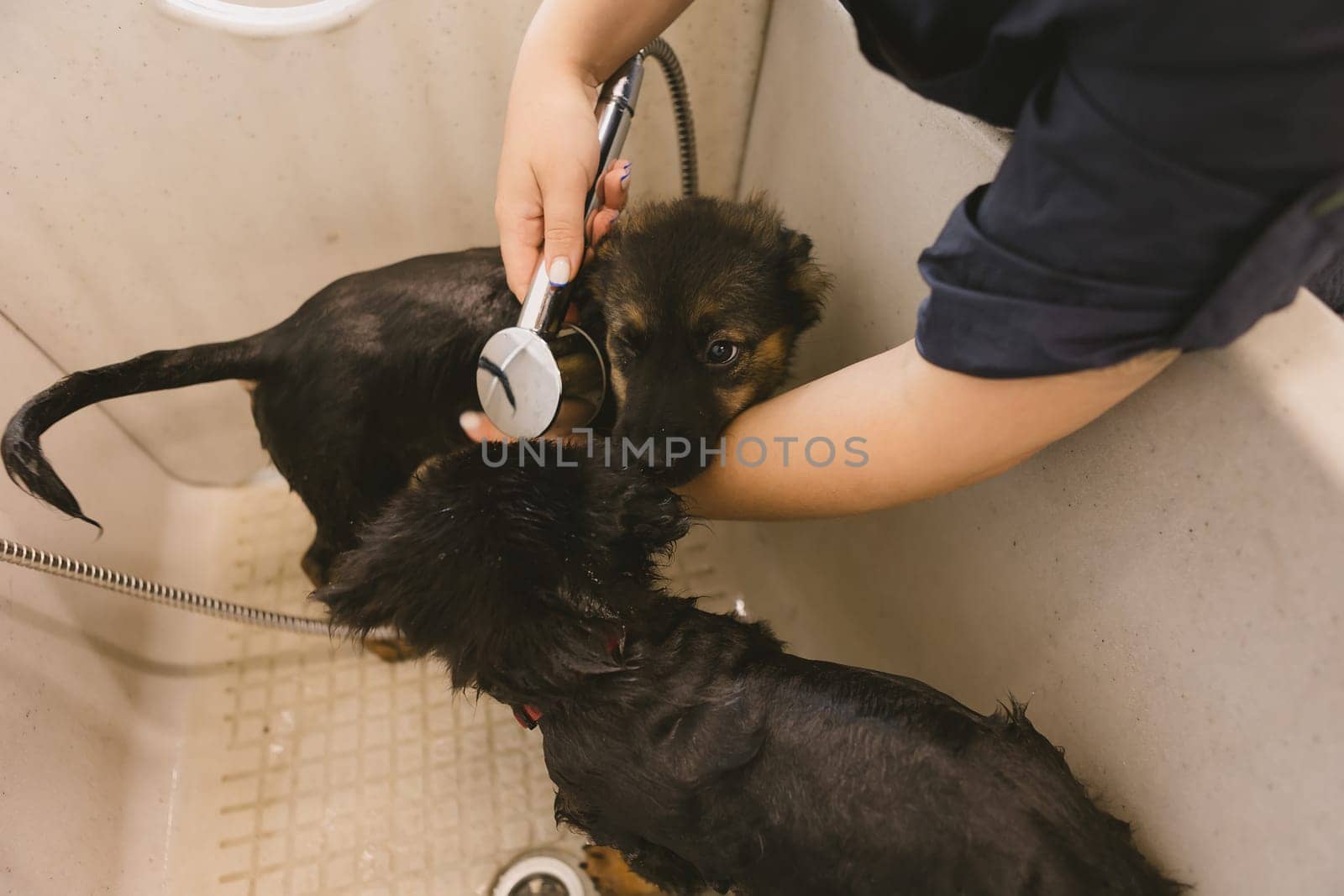 Two wet cute and beautiful puppy dogs bath in the bathtub and washing. Pet groomer washing two puppy dog in grooming salon. Professional animal care service in vet clinic. Veterinarian washes puppy doggy. Shallow dof.