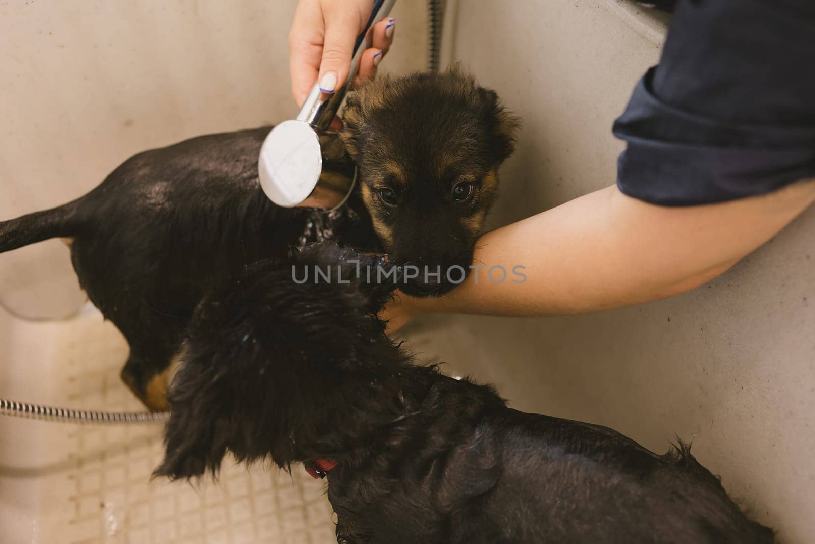Two wet cute and beautiful puppy dogs bath in the bathtub and washing. Pet groomer washing two puppy dog in grooming salon. Professional animal care service in vet clinic. Shallow dof by sarymsakov