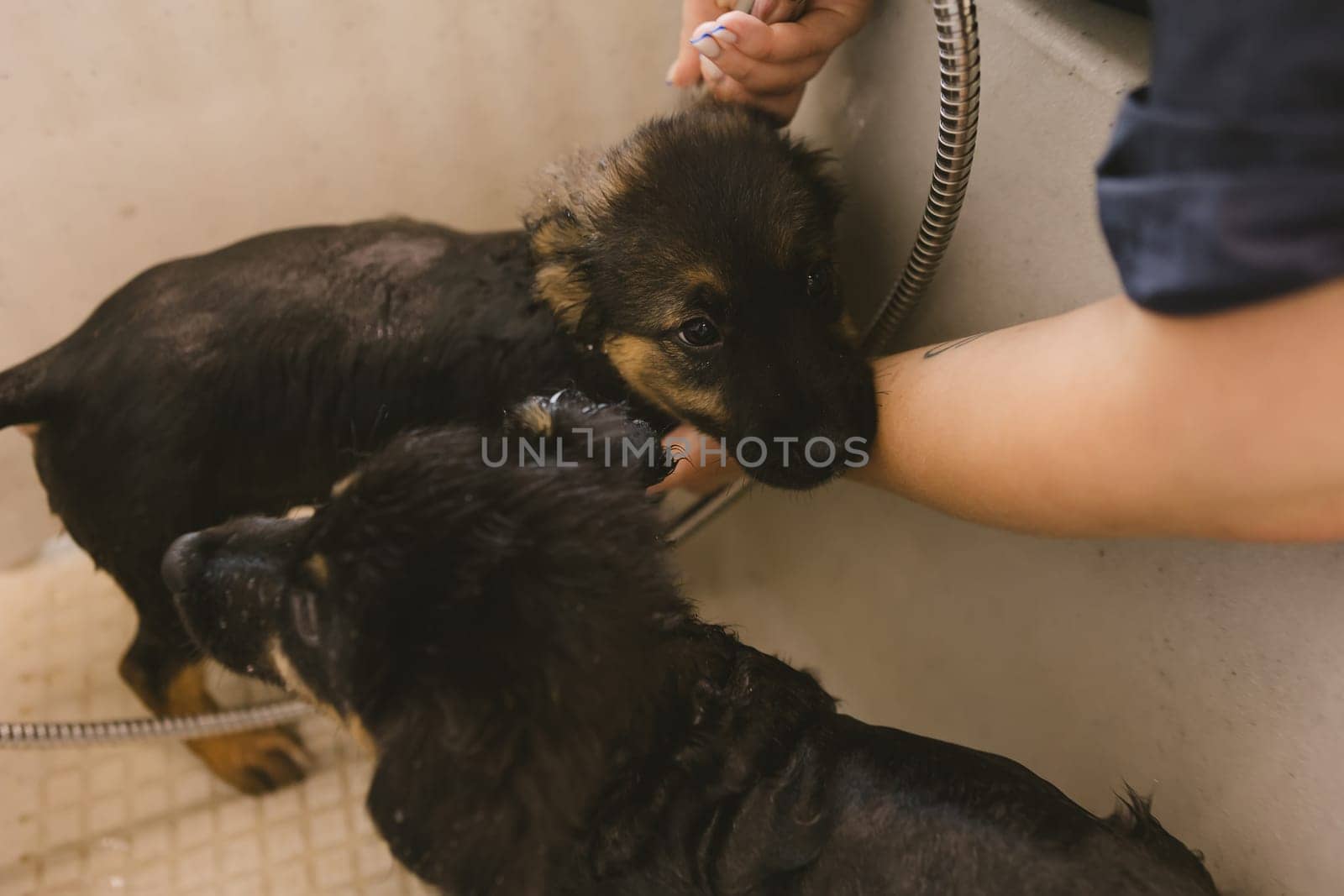 Two wet cute and beautiful puppy dogs bath in the bathtub and washing. Pet groomer washing two puppy dog in grooming salon. Professional animal care service in vet clinic. Veterinarian washes puppy doggy. Shallow dof.