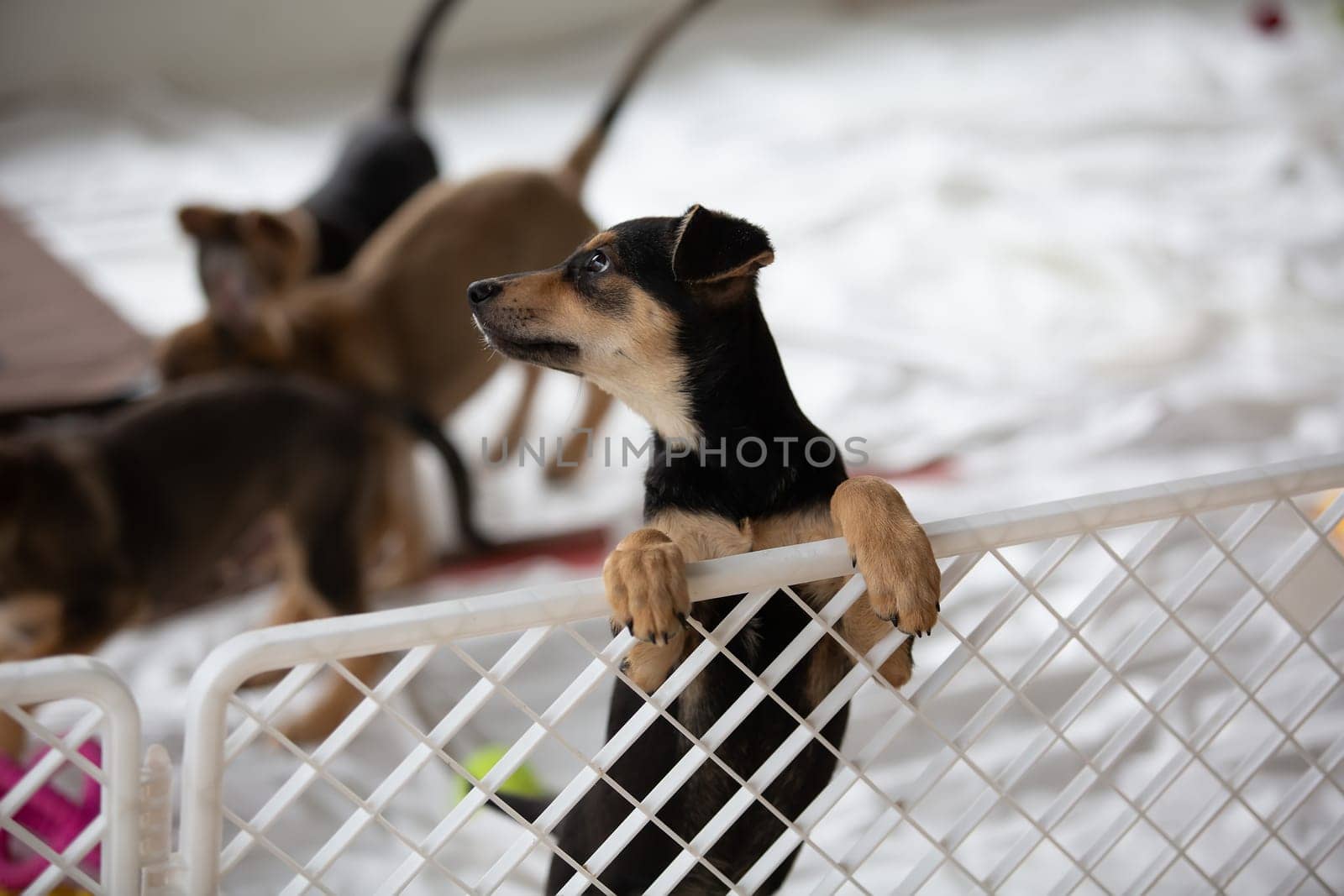 Sad puppy in shelter behind fence waiting to be rescued and adopted to new home. Shelter for animals concept. by sarymsakov
