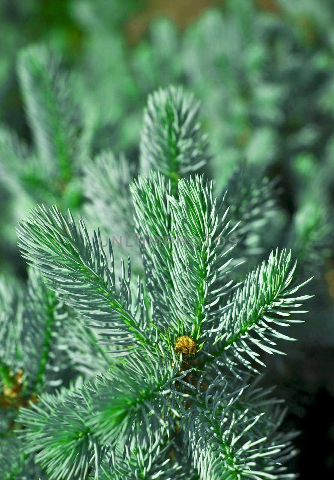 Green prickly branches of a fur-tree or pine. Fluffy fir tree branch close up. background blur by aprilphoto