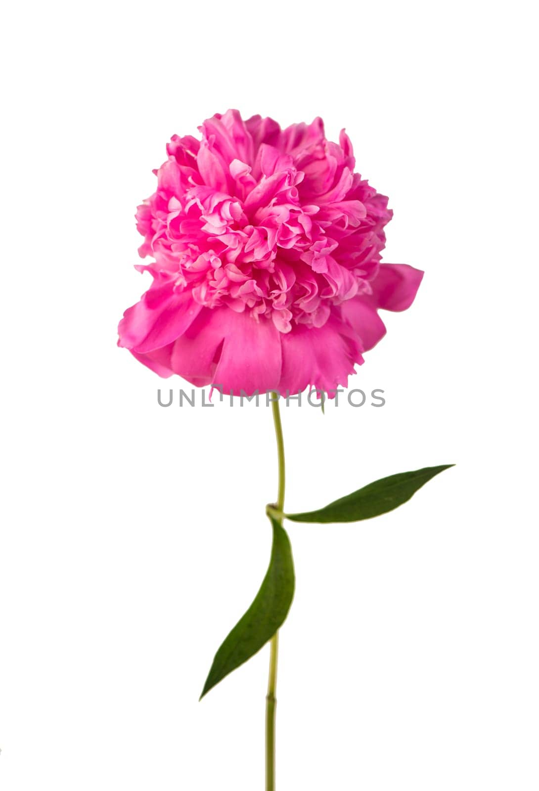 one big beautiful pink peony flower with leaf isolated on white background by aprilphoto