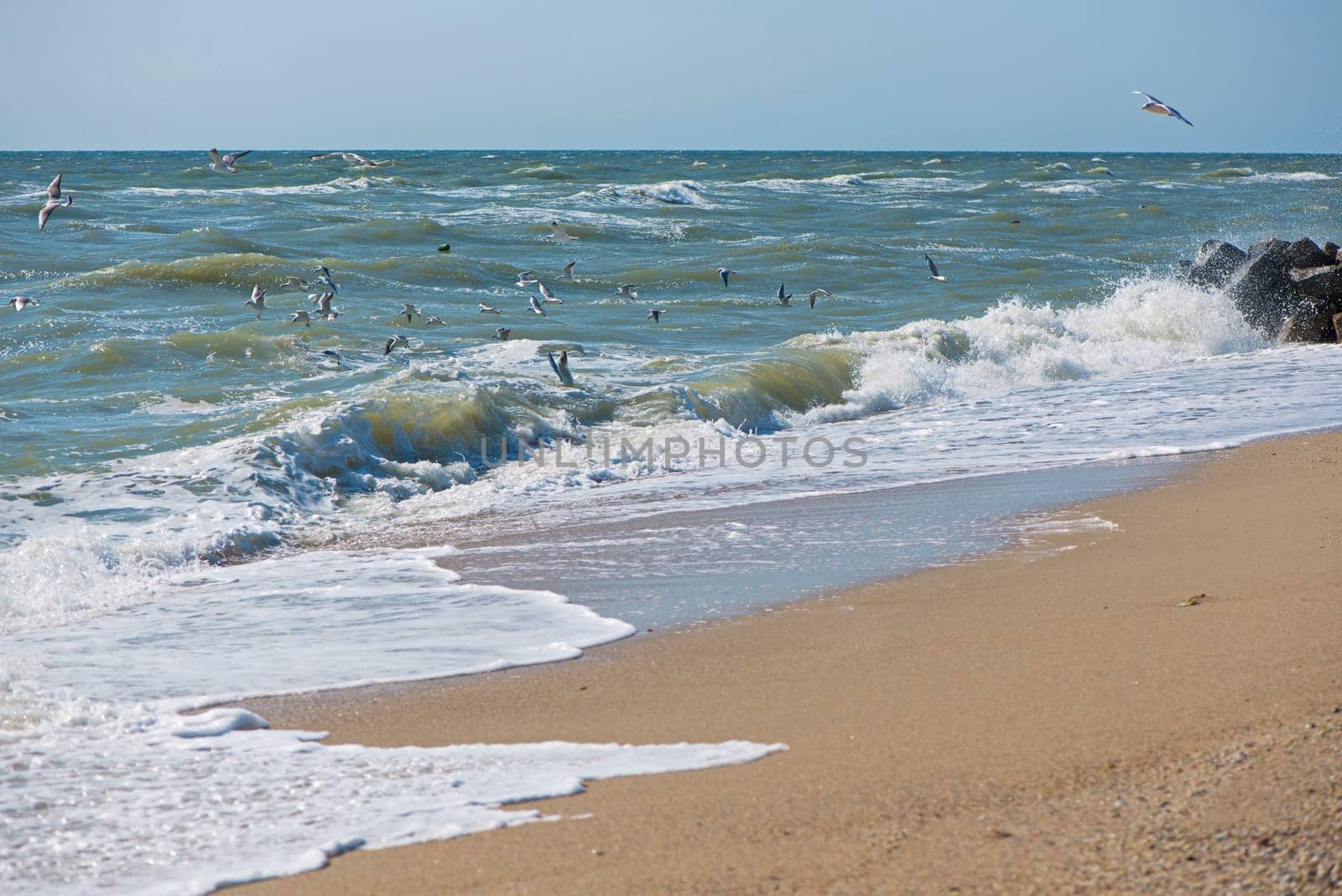 Sea of Azov. Water edge, sea, wave, storm - marine natural background. Birds seagulls on the sea coast, a beach by aprilphoto