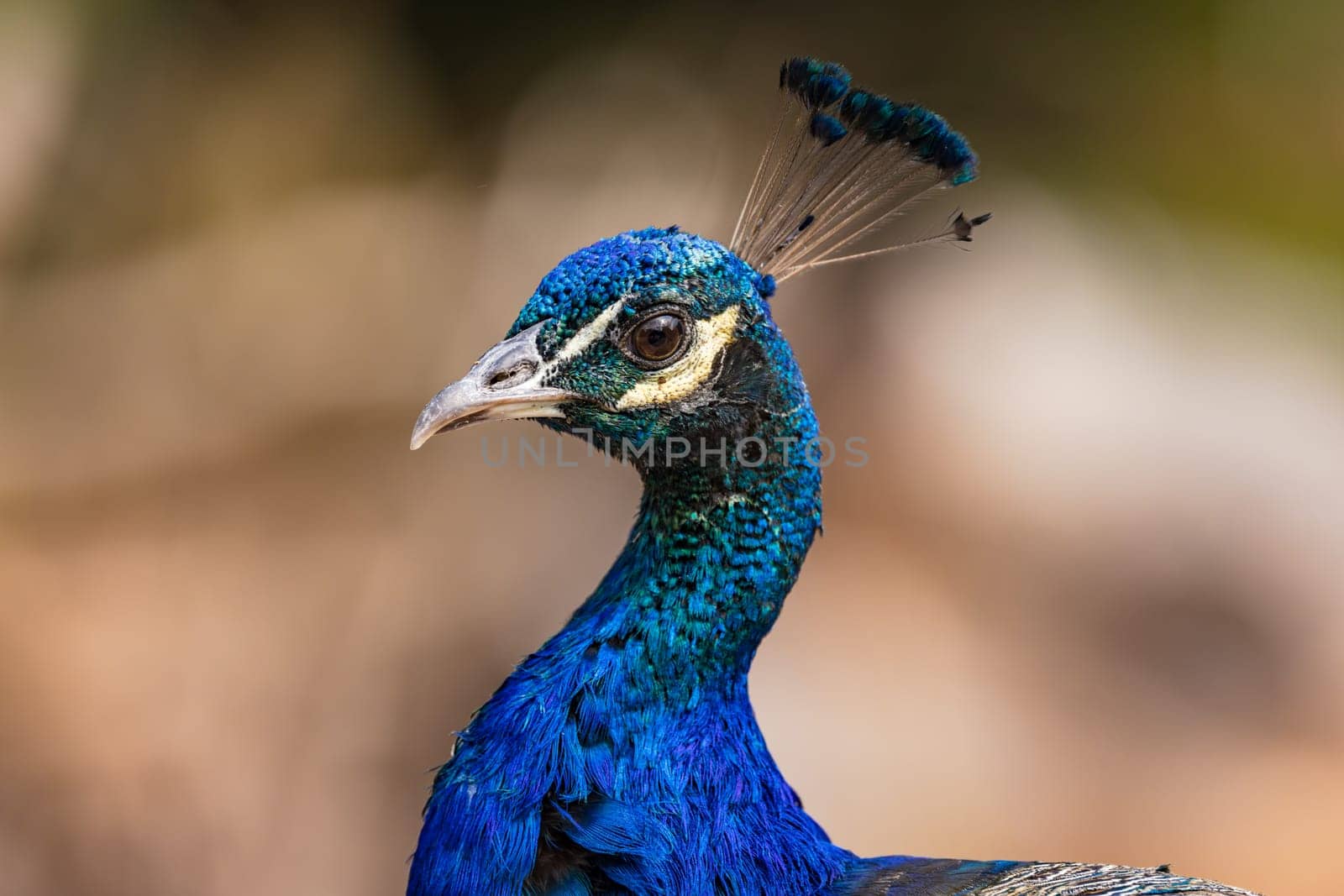 Close-up of head of balue peacock isolated against natural background, Germany