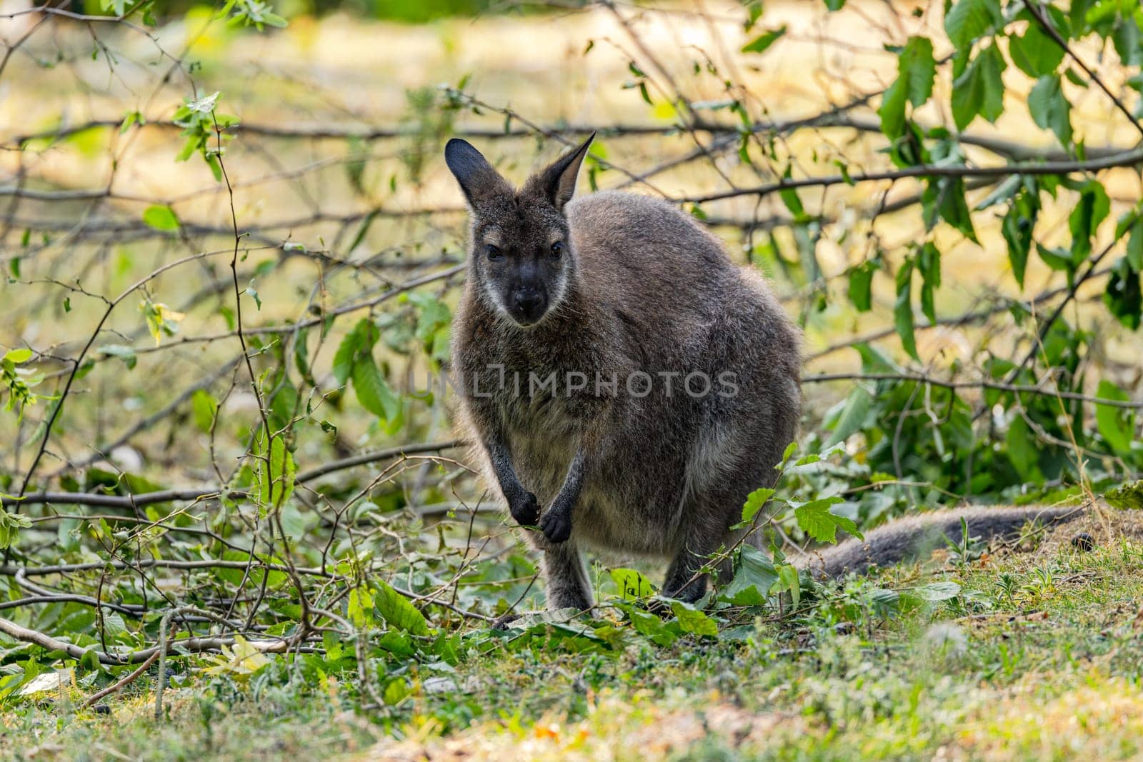 A Bennett's wallaby or Bennett's kangaroo Notamacropus rufogriseus searches for food between broken branches, zoo in Germany