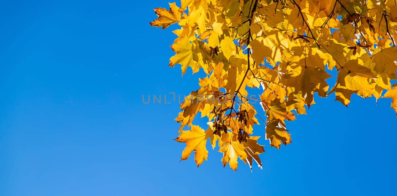 Autumn leaves in the park. Selective focus. Nature.