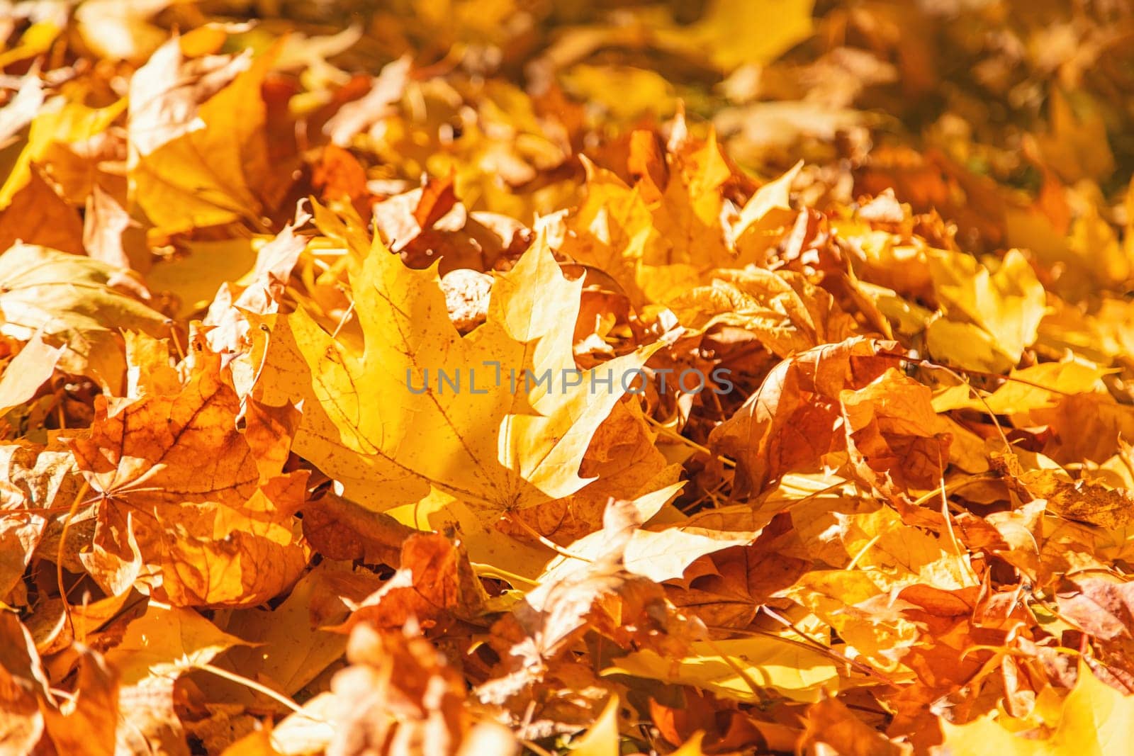Autumn leaves in the park. Selective focus. by yanadjana