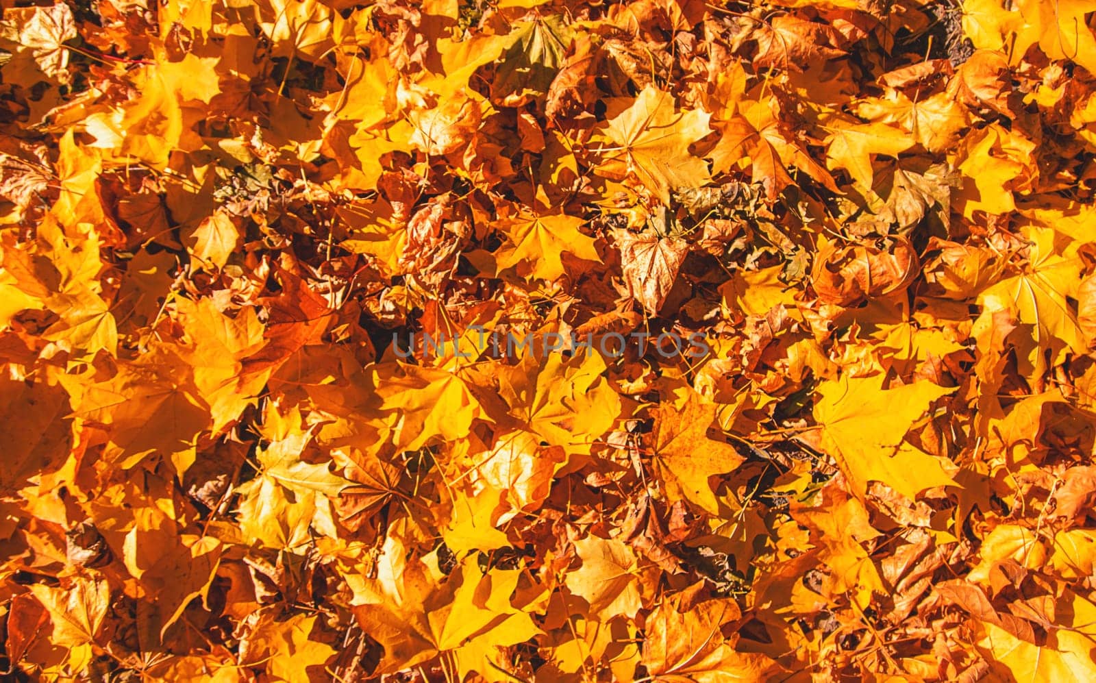 Autumn leaves in the park. Selective focus. Nature.