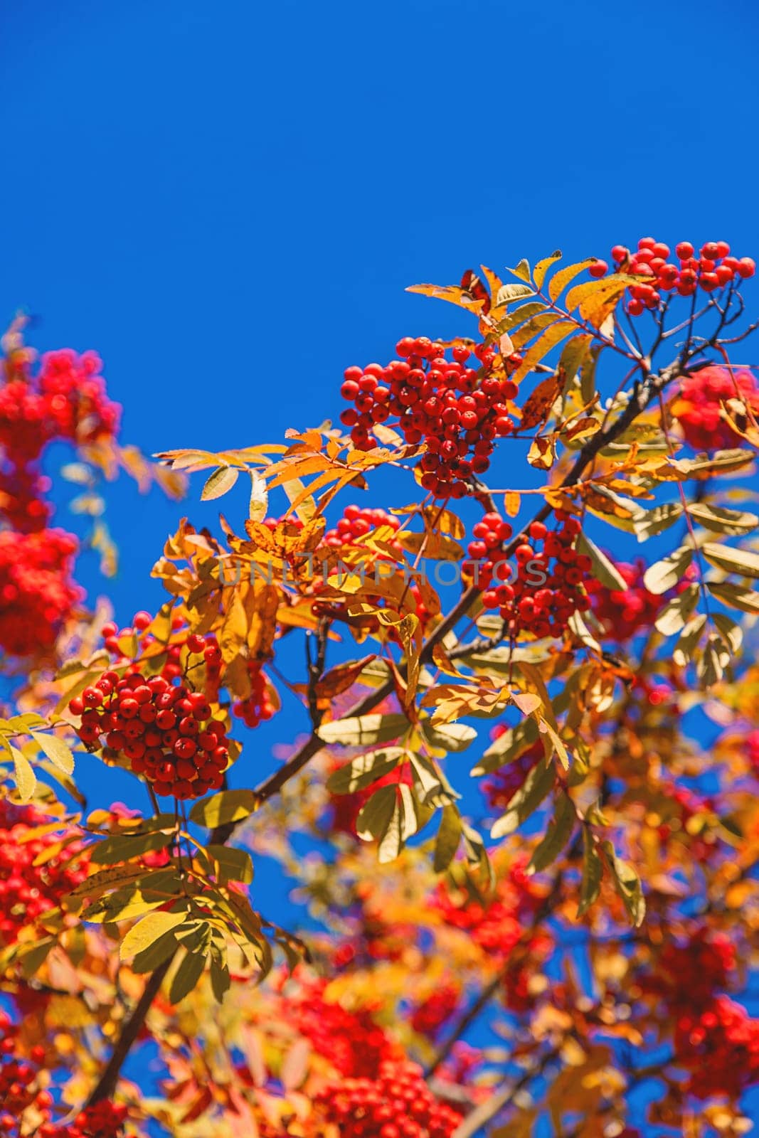 Mountain ash in autumn in the park I'm in the park. Selective focus. Nature.