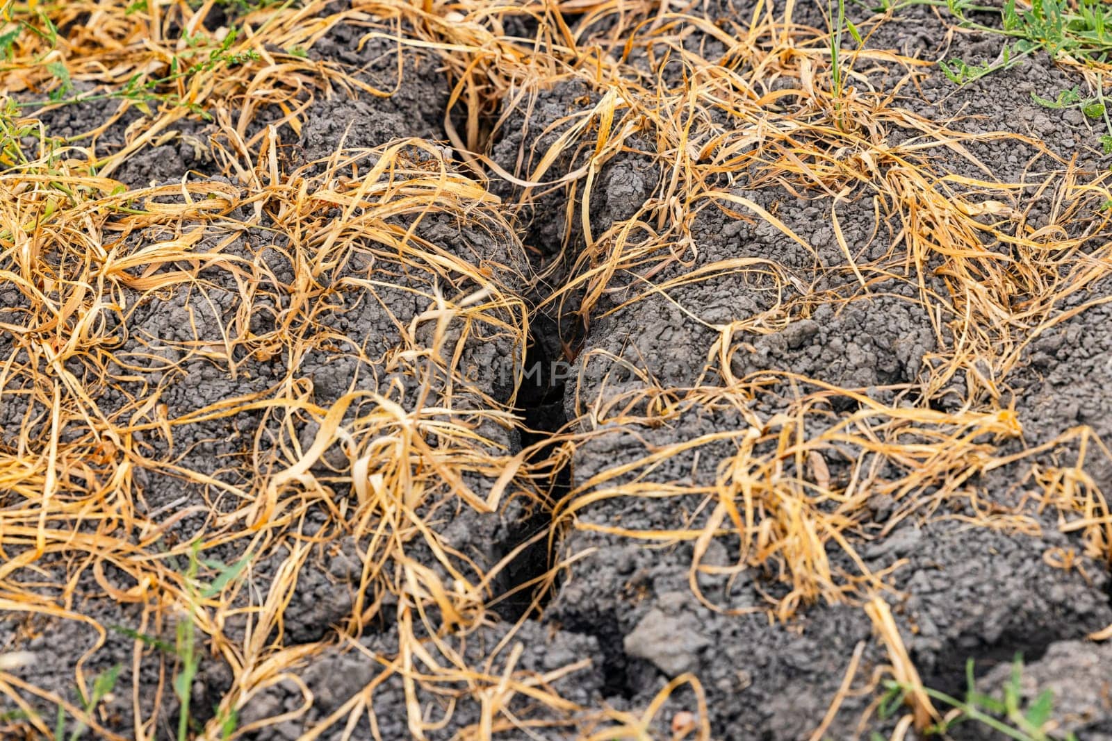 Withered plants on an agricultural field due to drought and water shortage in climate crisis, summer in Germany