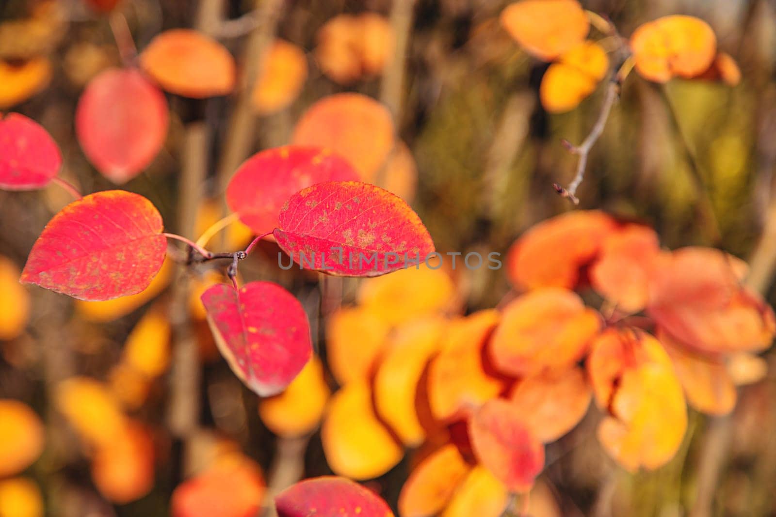 Autumn leaves in the park. Selective focus. Nature.