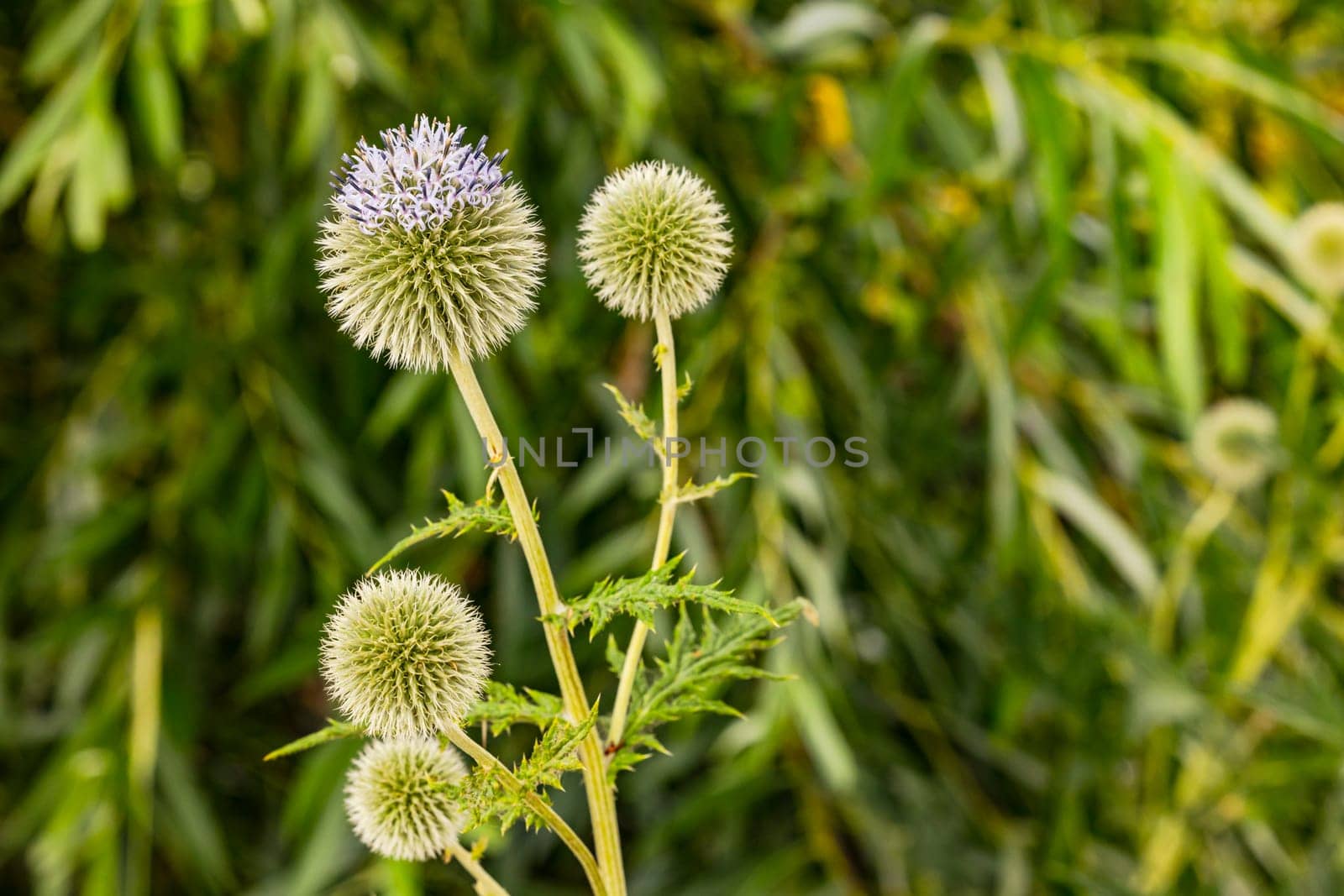 A striking spherical thistle with spherical blue inflorescence cropped in front of a green meadow