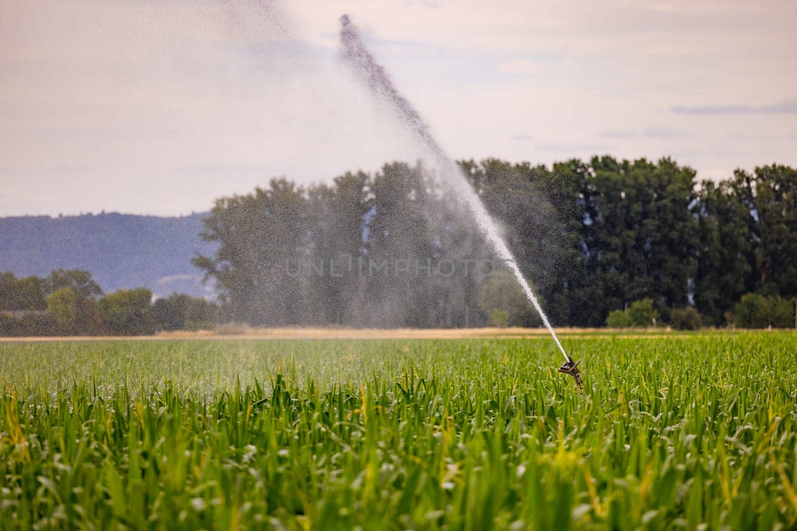 Mobile sprinkler of an irrigation in a corn field in hot summer spraying water, Germany