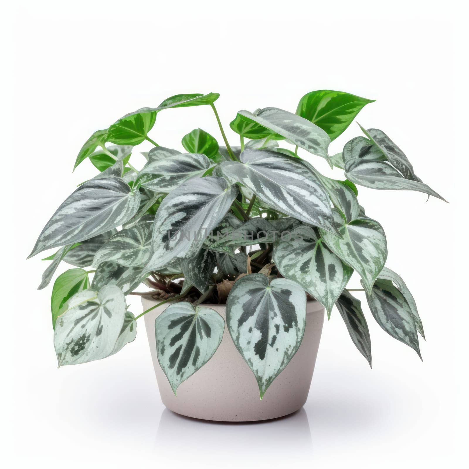 Indoor houseplant in a pot, thriving in a bright white space. AI Generative.