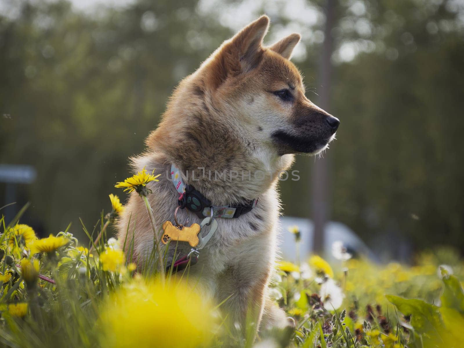 Close-up Portrait of beautiful and happy red shiba inu puppy in the green grass, small dog. Dogecoin. Red-haired Japanese dog with smile. Dandelions, daisies in the background. High quality photo.