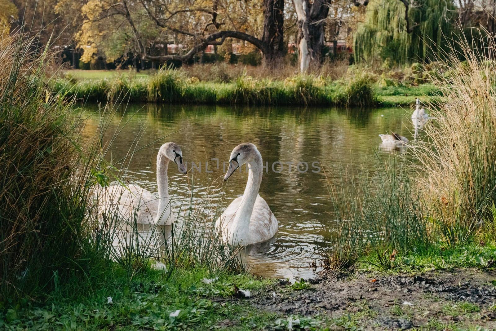 Two white swan couple in love. Wild bird mute swan (Cygnus olor) swim in winter on pond, Czech Republic Europe wildlife by Andrii_Ko