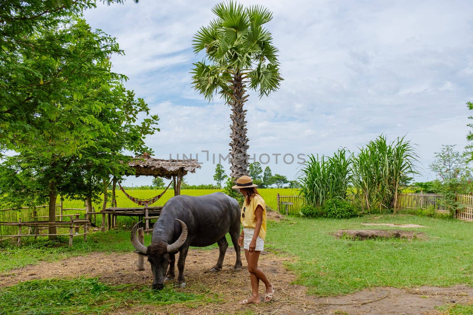 Asian woman at a homestay farm in Thailand with a buffalo by fokkebok