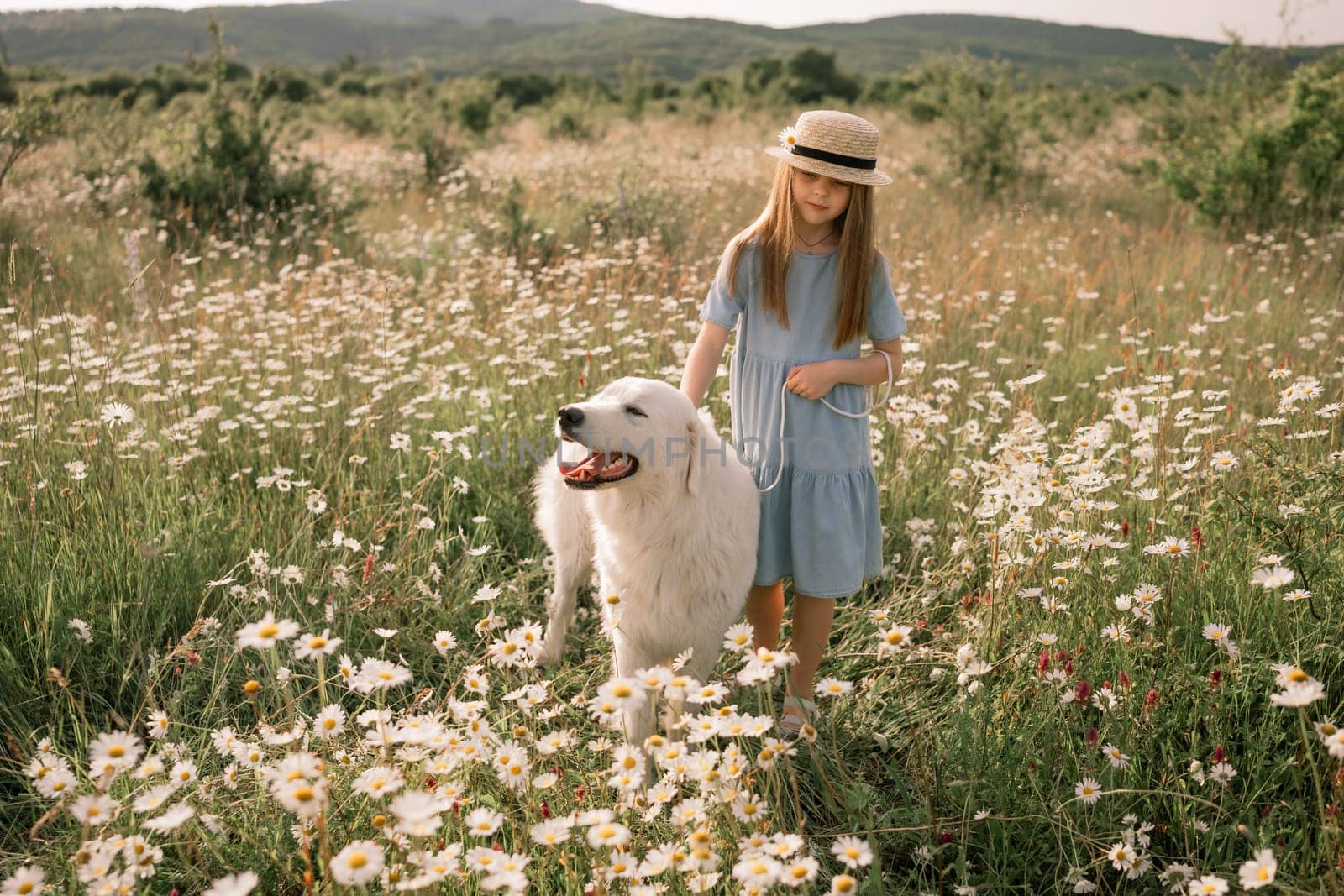 Girl dog meadow chamomile. Child girl embraces her furry friend Maremma Sheepdog in a serene chamomile field, surrounded by lush greenery. Love and companionship between a girl and her dog