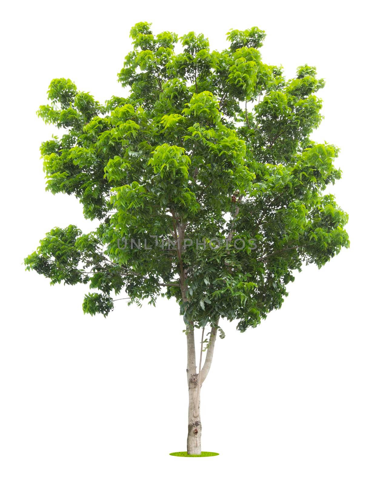 The freshness big green tree isolated on white background.