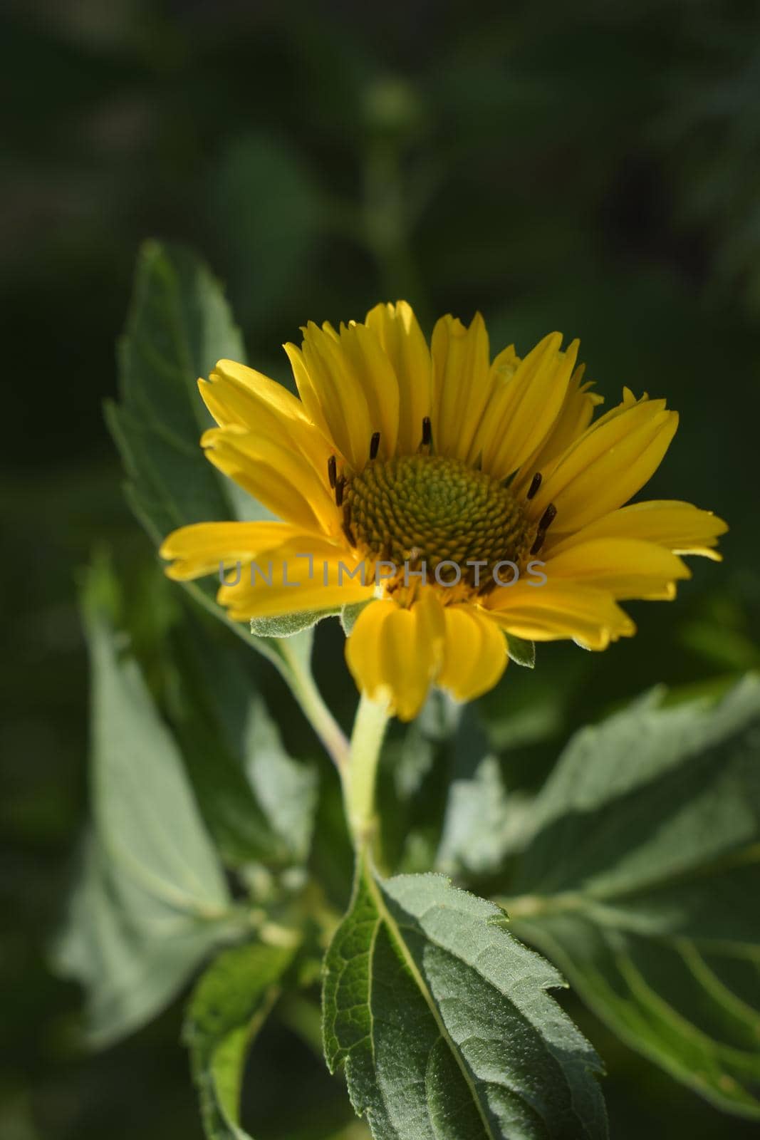 Yellow daisy flower on the green garden background. Soft focus. Beautiful flower petals