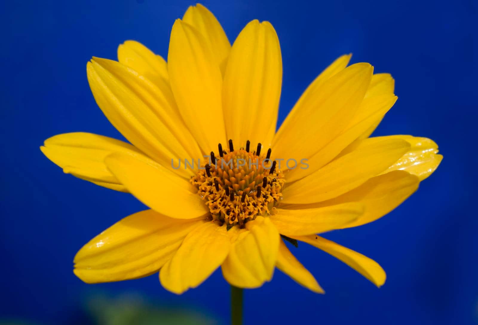 Yellow daisy flower (heliopsis) on the deep blue background.