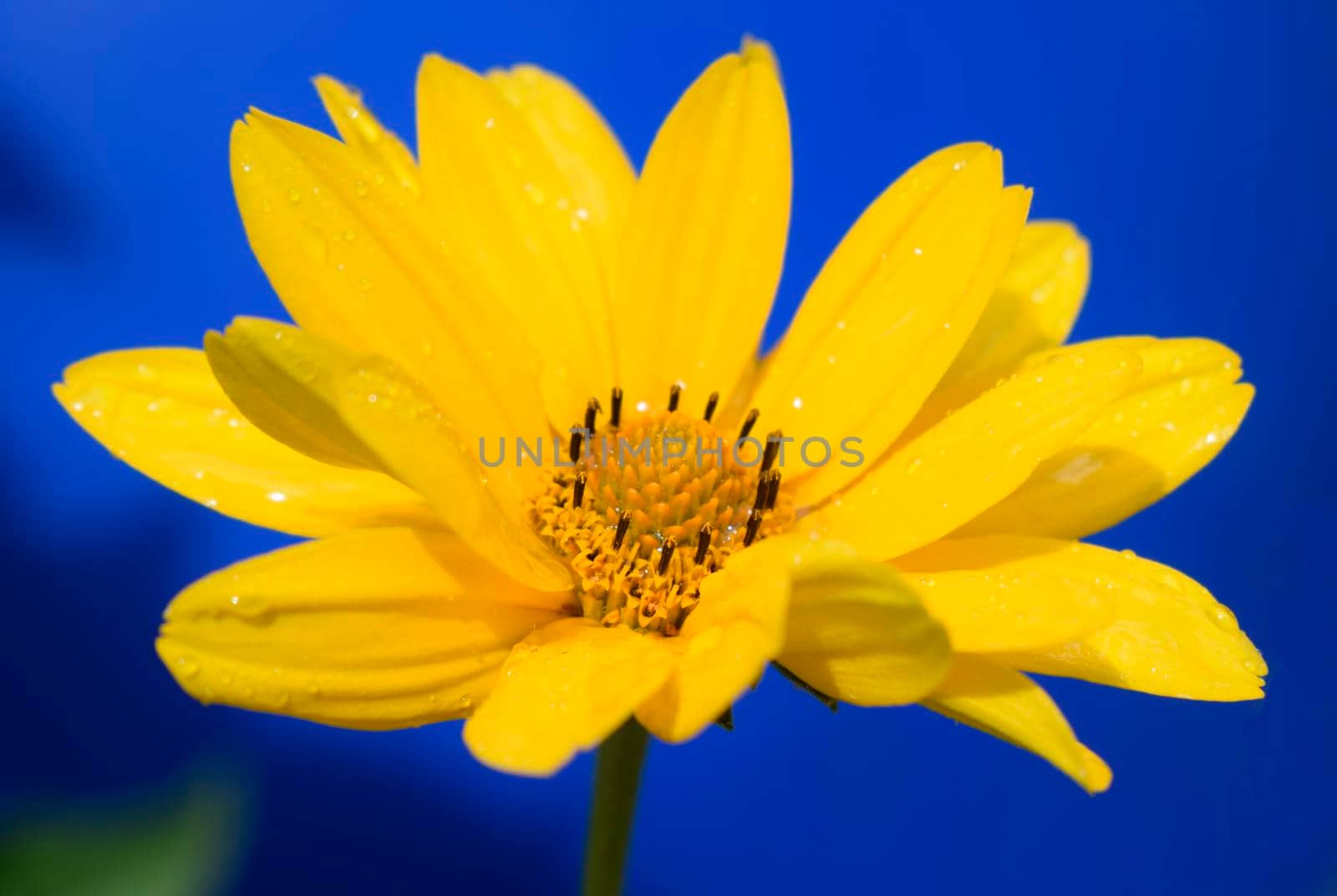 Yellow daisy flower (heliopsis) on the deep blue background. Beautiful flower petals with dew. Water drops on a flower