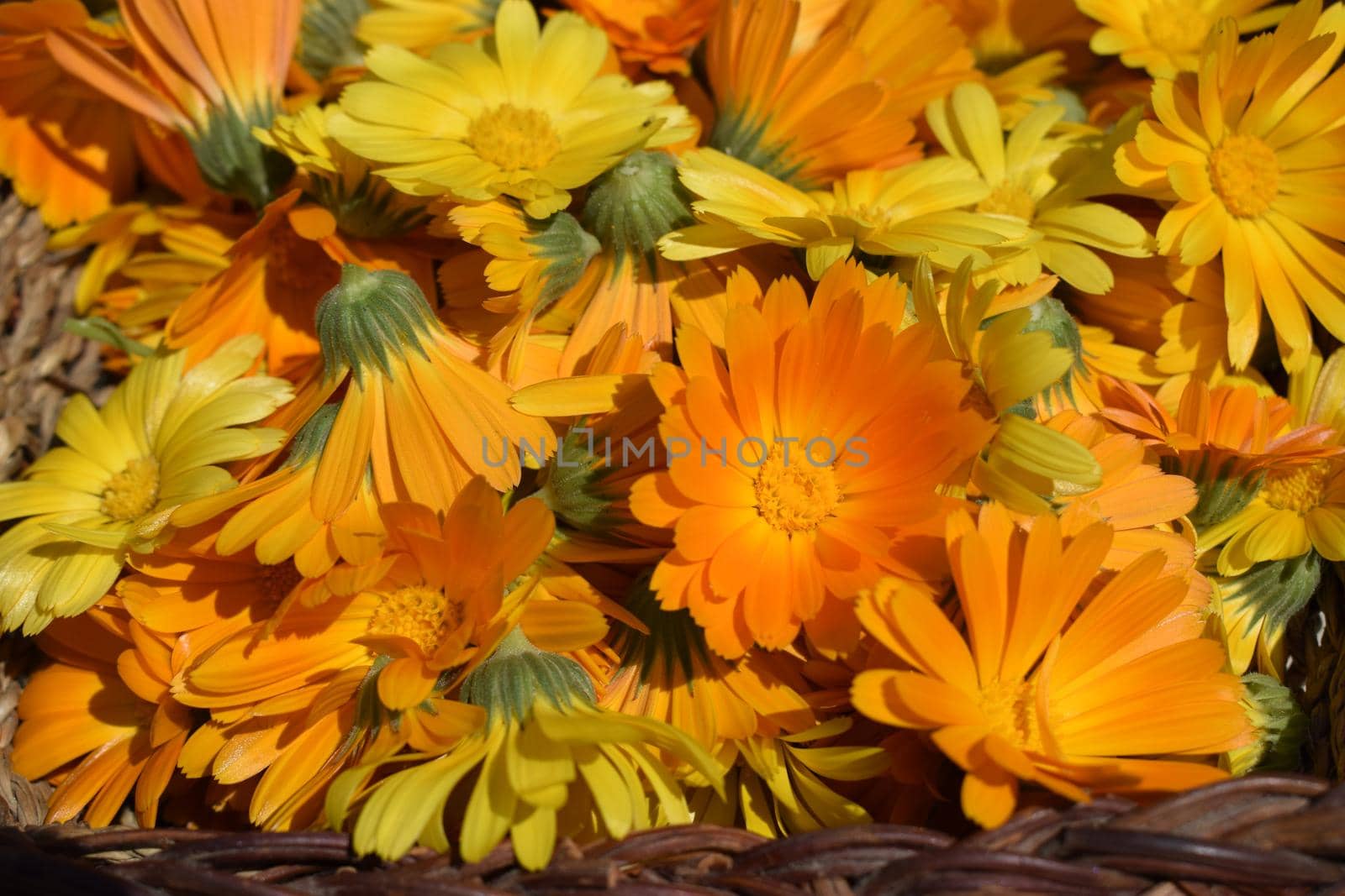 Background with Calendula. Medicinal herbs. Summer. Yellow and orange marigold flowers in the sunlight. Calendula flower, medicine herb, organic plant background. Alternative medicine concept