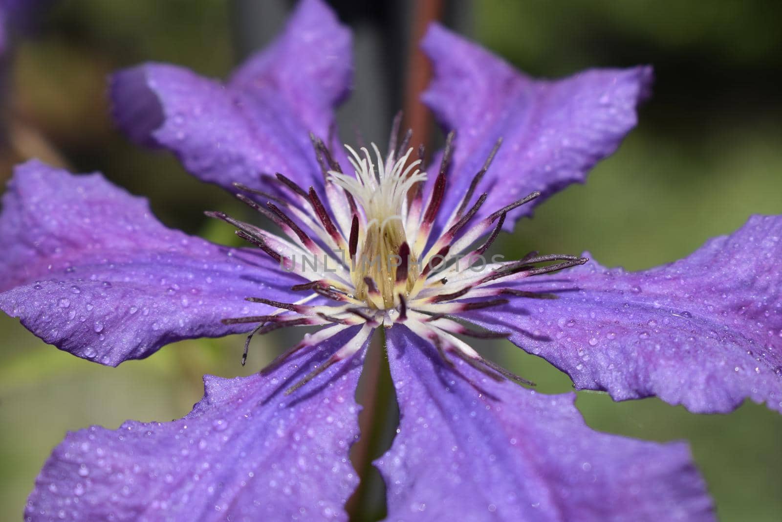A purple clematis flower, clematis viticella, blooms in a Japanese garden. Flower of clematis - Ranunculaceae. Large-Flowered Clematis