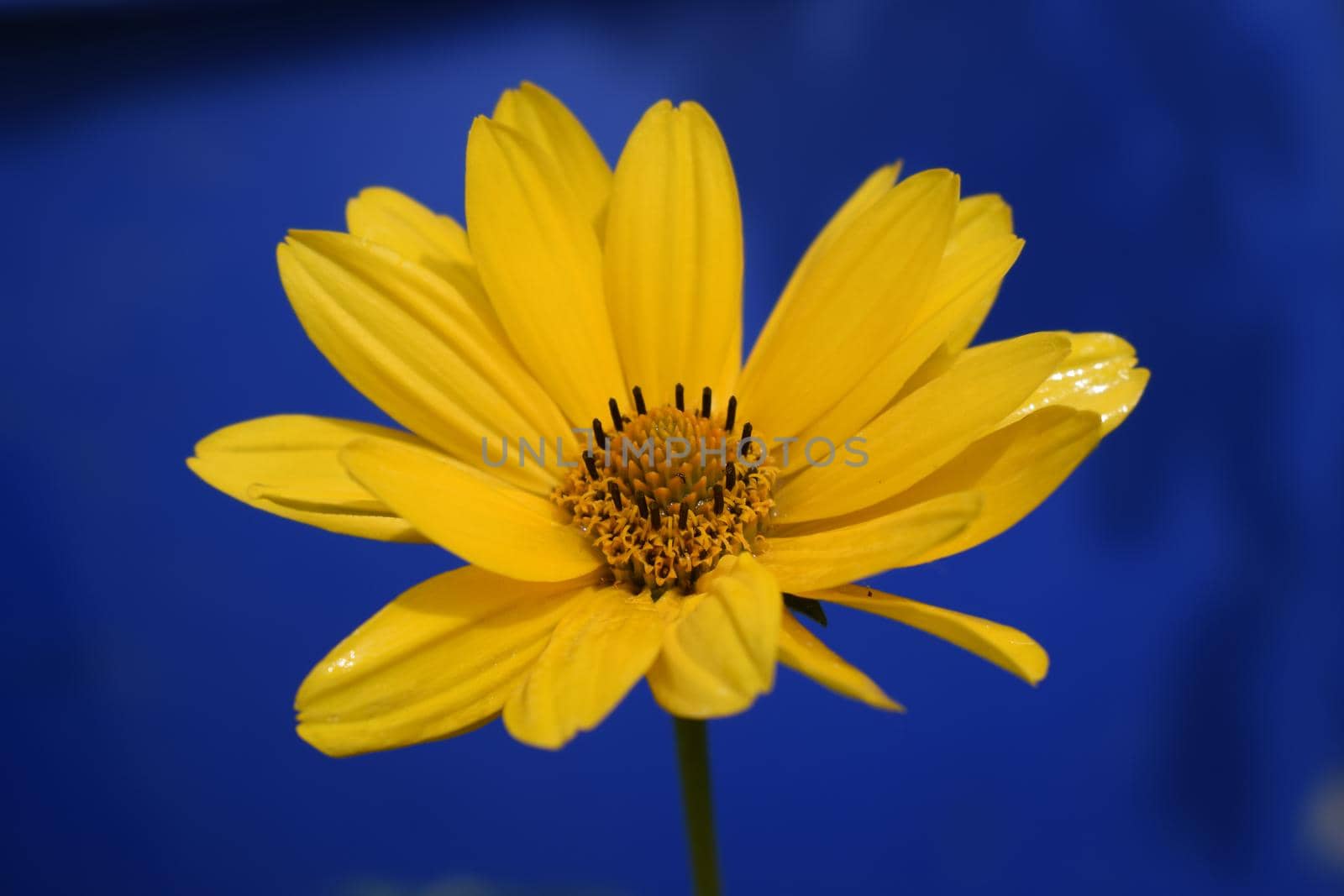 Yellow daisy flower (heliopsis) on the deep blue background.