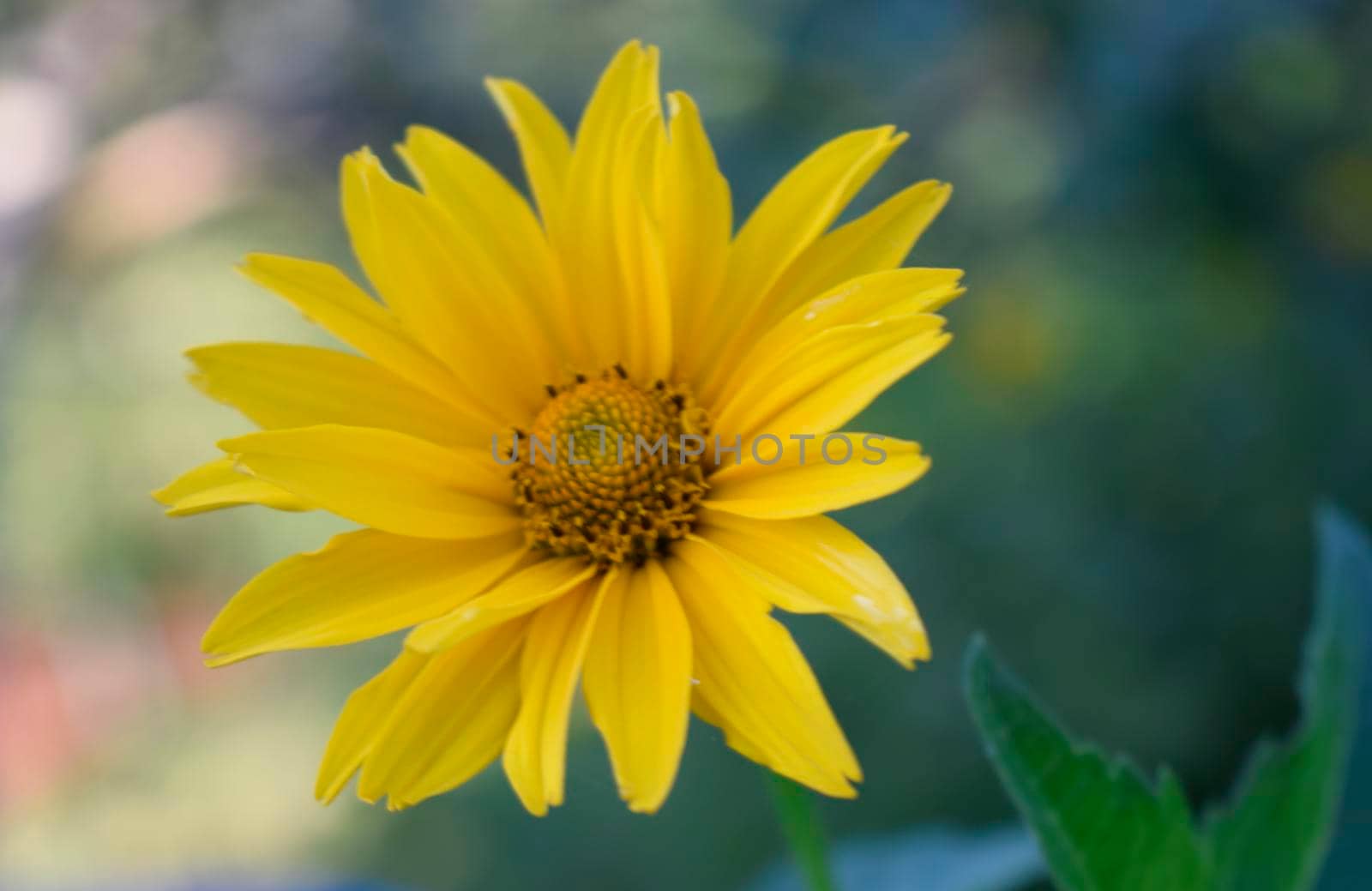Yellow daisy flower on the green garden background. Soft focus. by NatalyArt