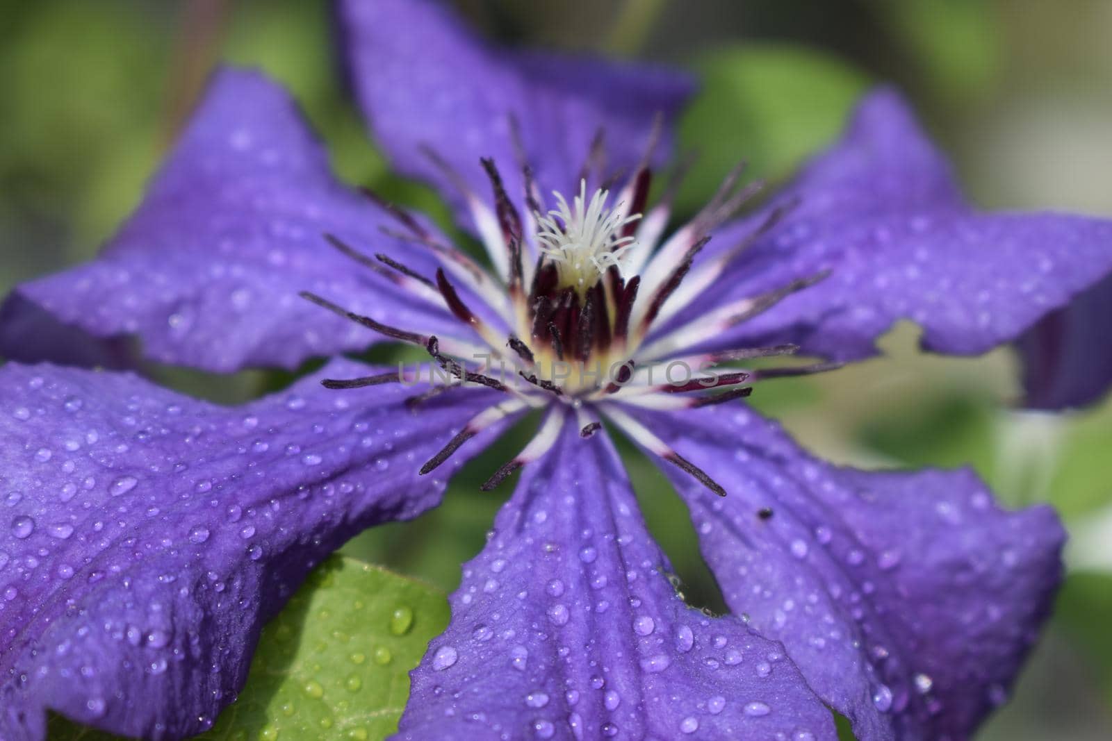 Clematis with rain drops. The colors of spring by NatalyArt