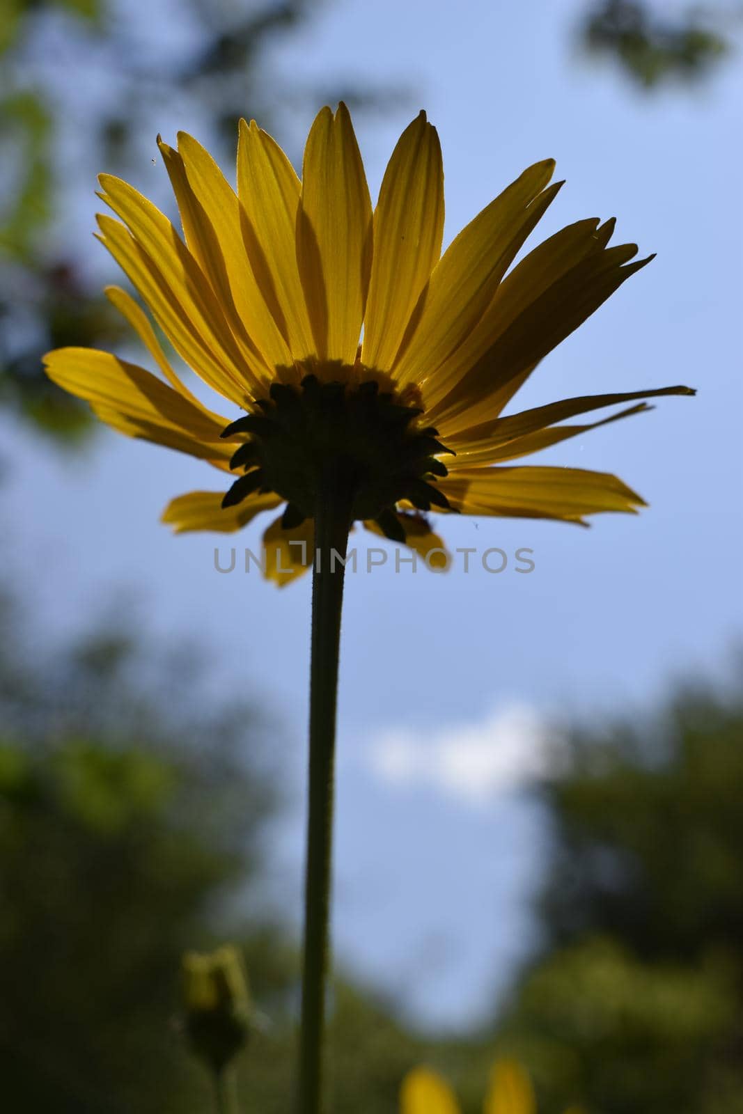 Beautiful bright yellow flower Heliopsis helianthoides on a sunny day, close-up on a blue sky background
