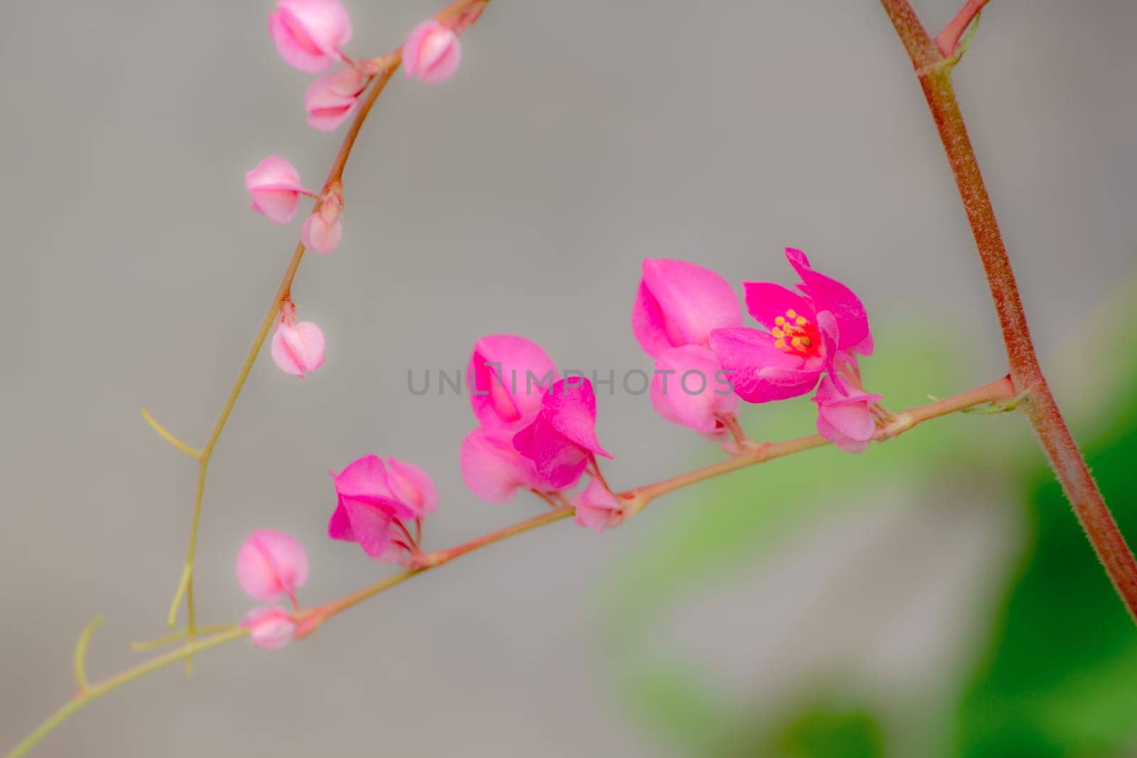 Antigonon leptopus flower is a bouquet of small pink.