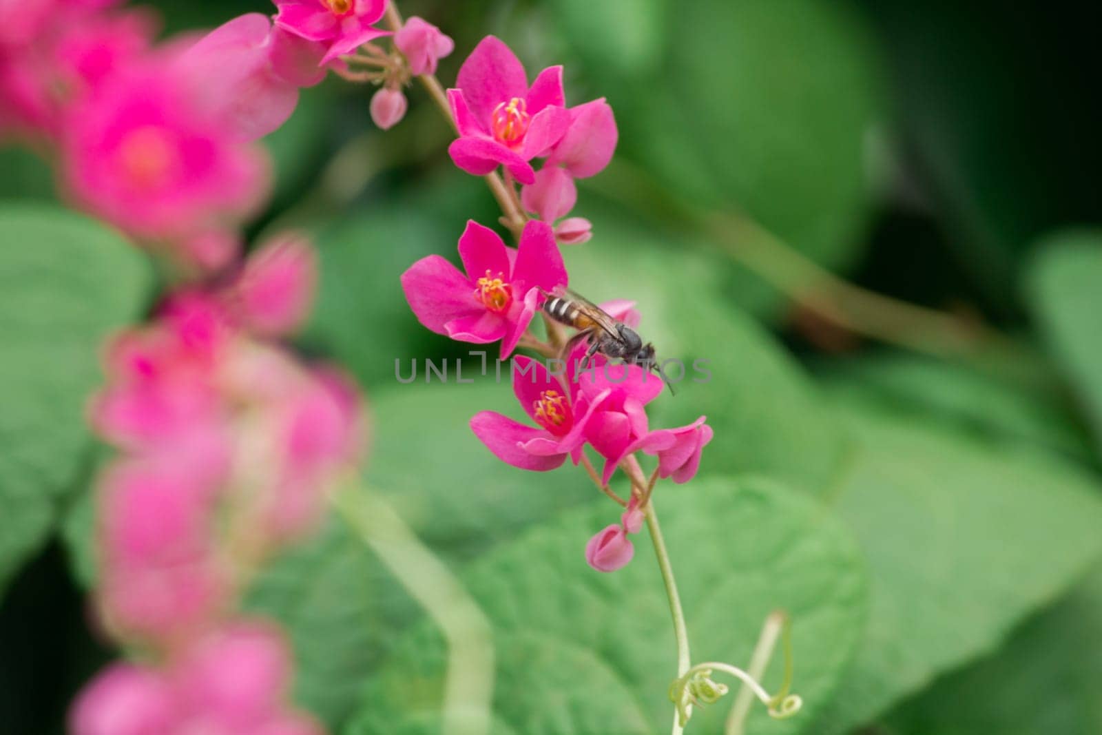 Antigonon leptopus flower is a bouquet of small pink.