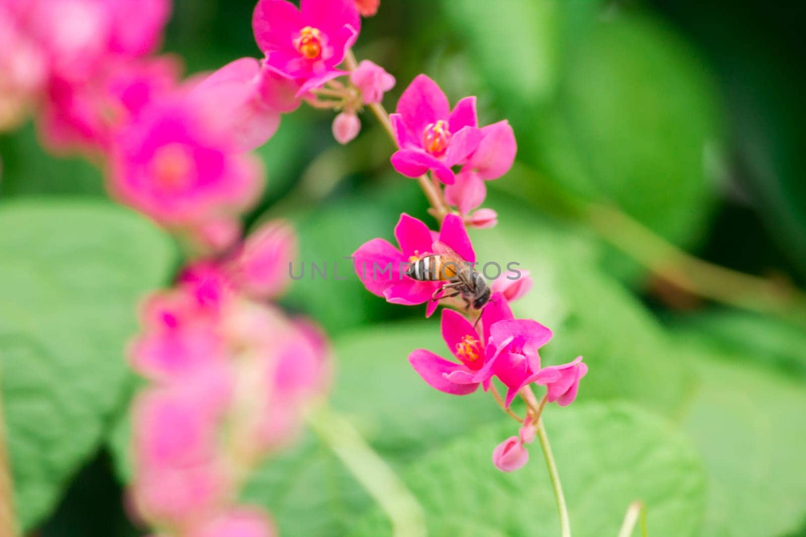 Antigonon leptopus flower is a bouquet of small pink.