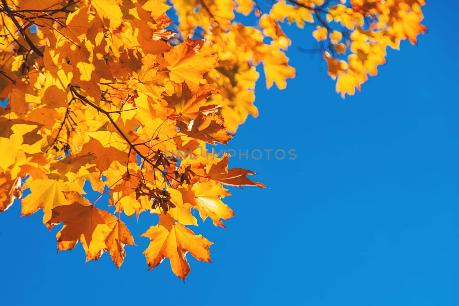 Autumn leaves in the park. Selective focus. Nature.