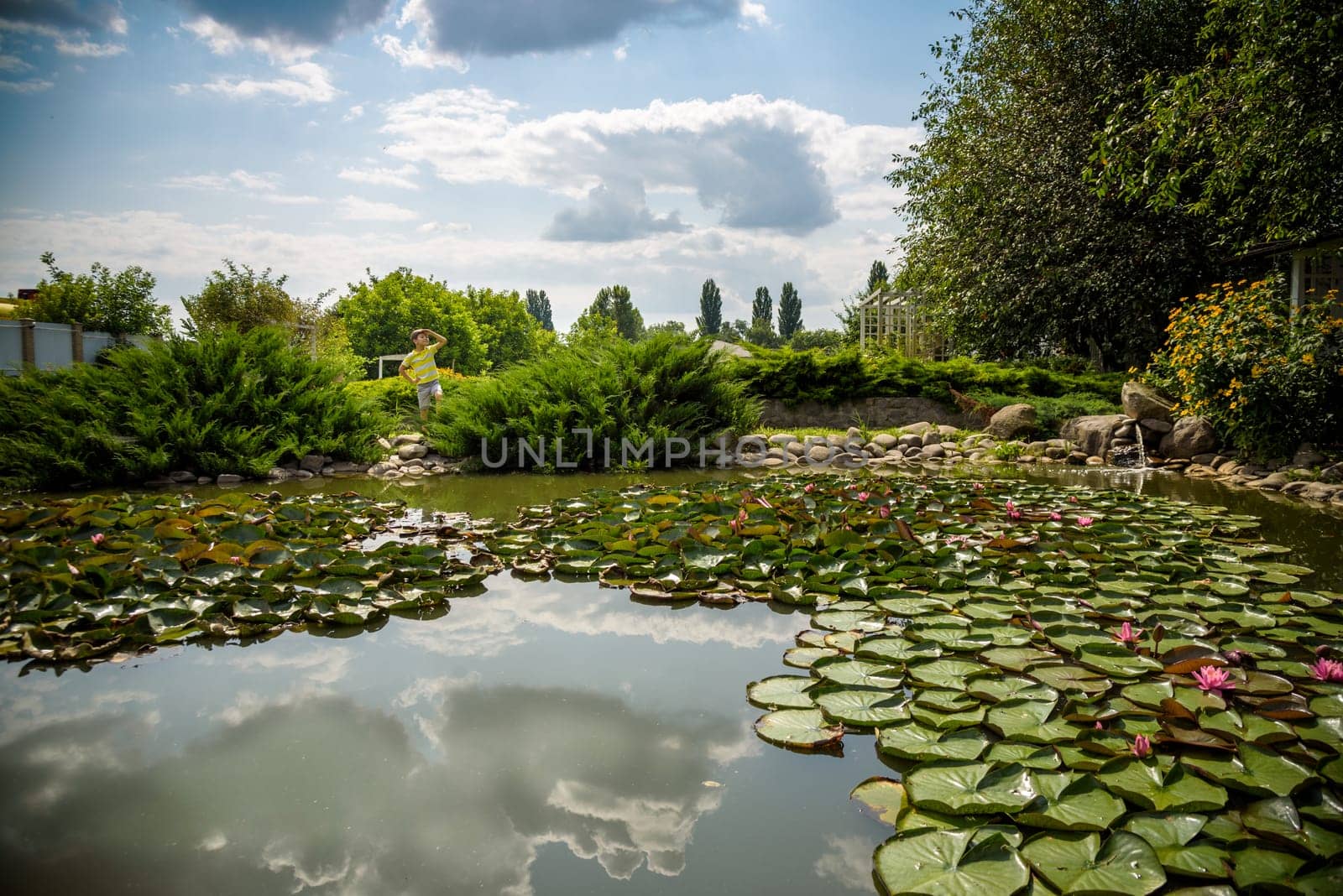 Water lily Nymphaeum - decoration of a pond in the garden. Flowers.