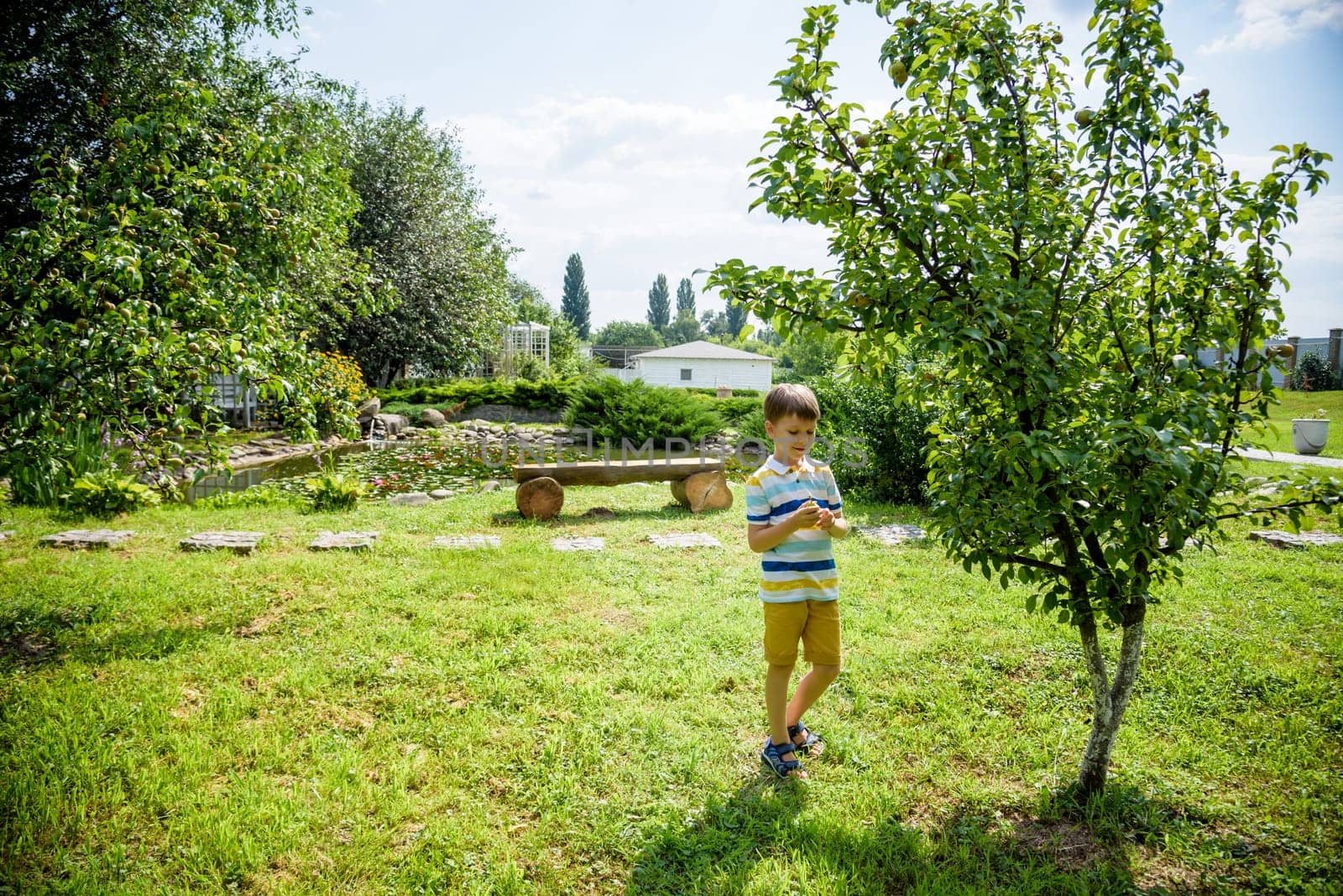 a little boy is standing under a pear tree and looking to a pear. autumn fruit harvest.