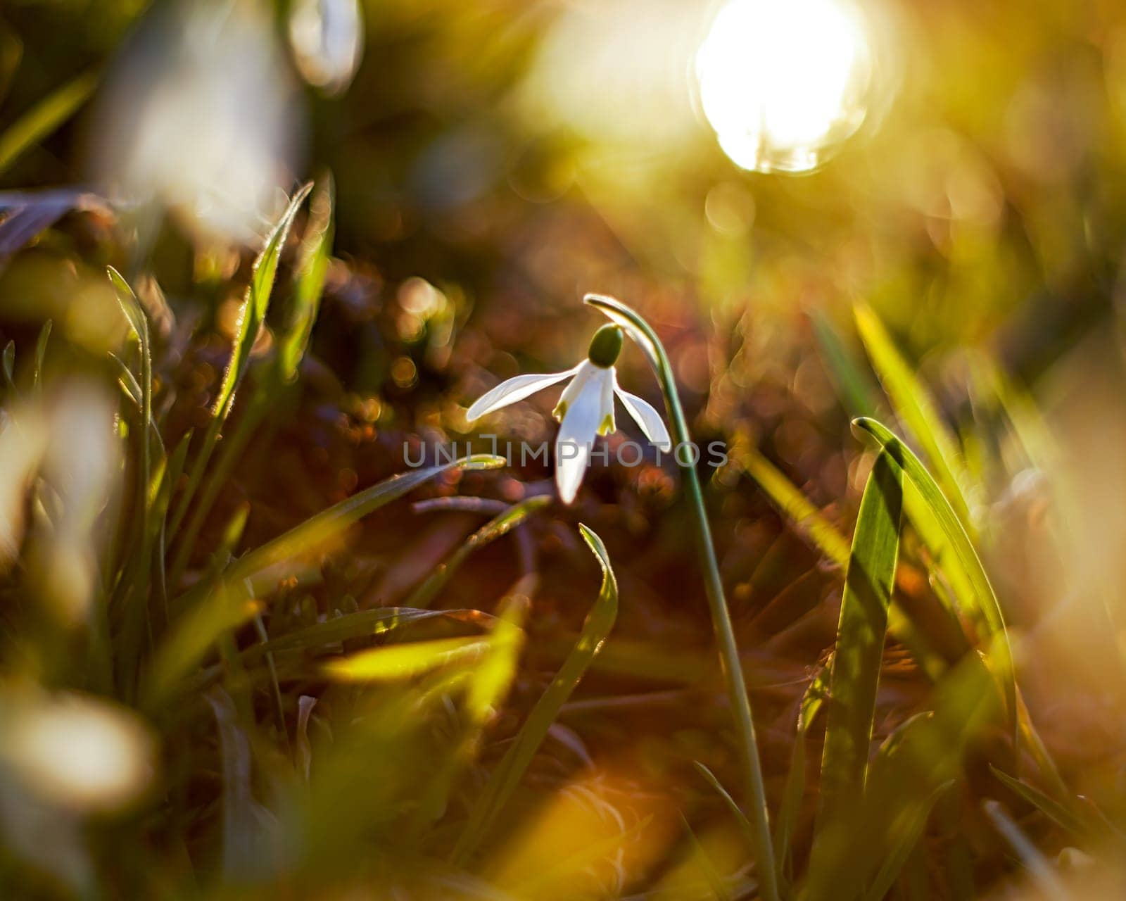 White snowdrop in wildlife with the sun's rays on a blurred background.