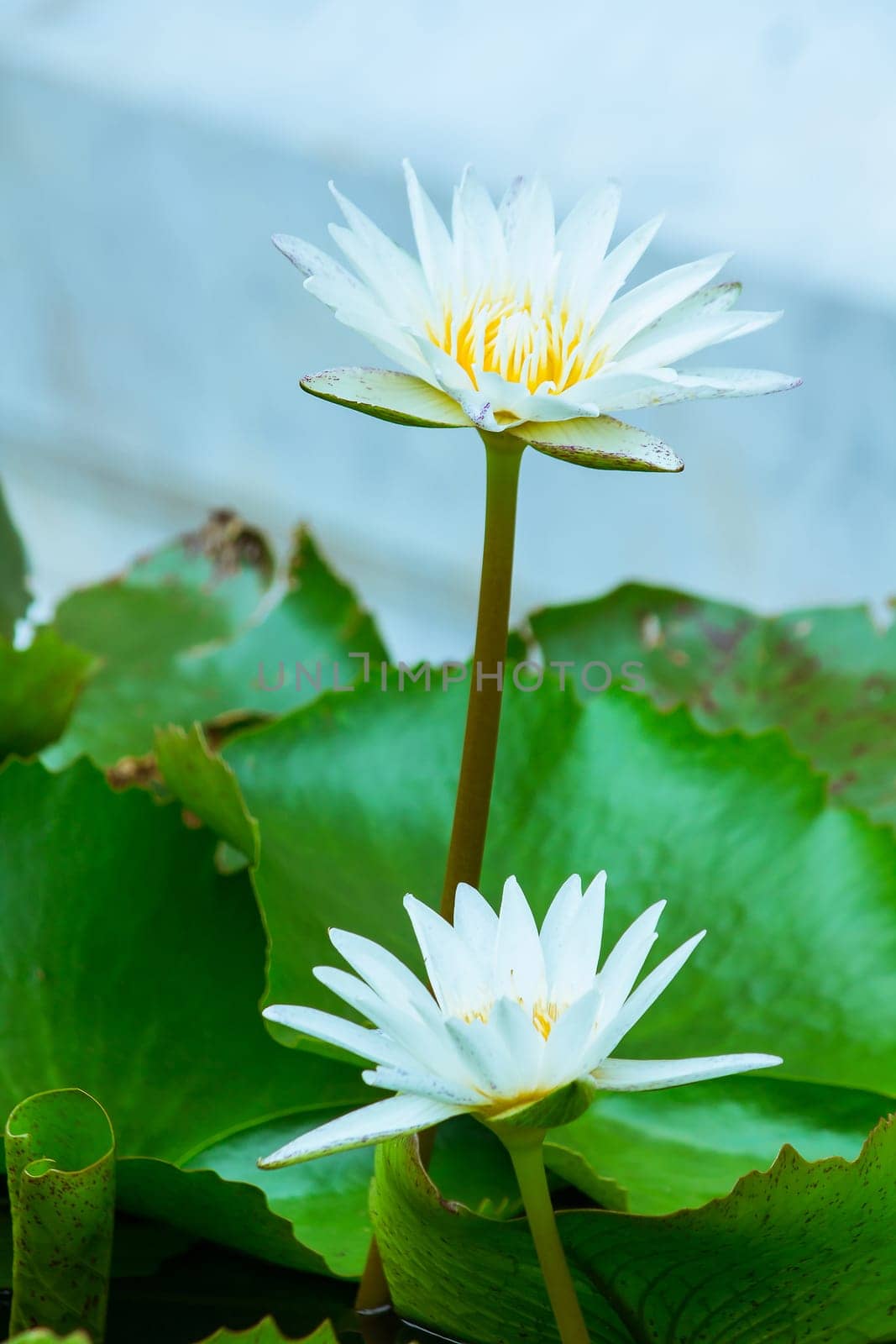 The bees are in the purple lotus bloom, sucking the nectar, pollen.