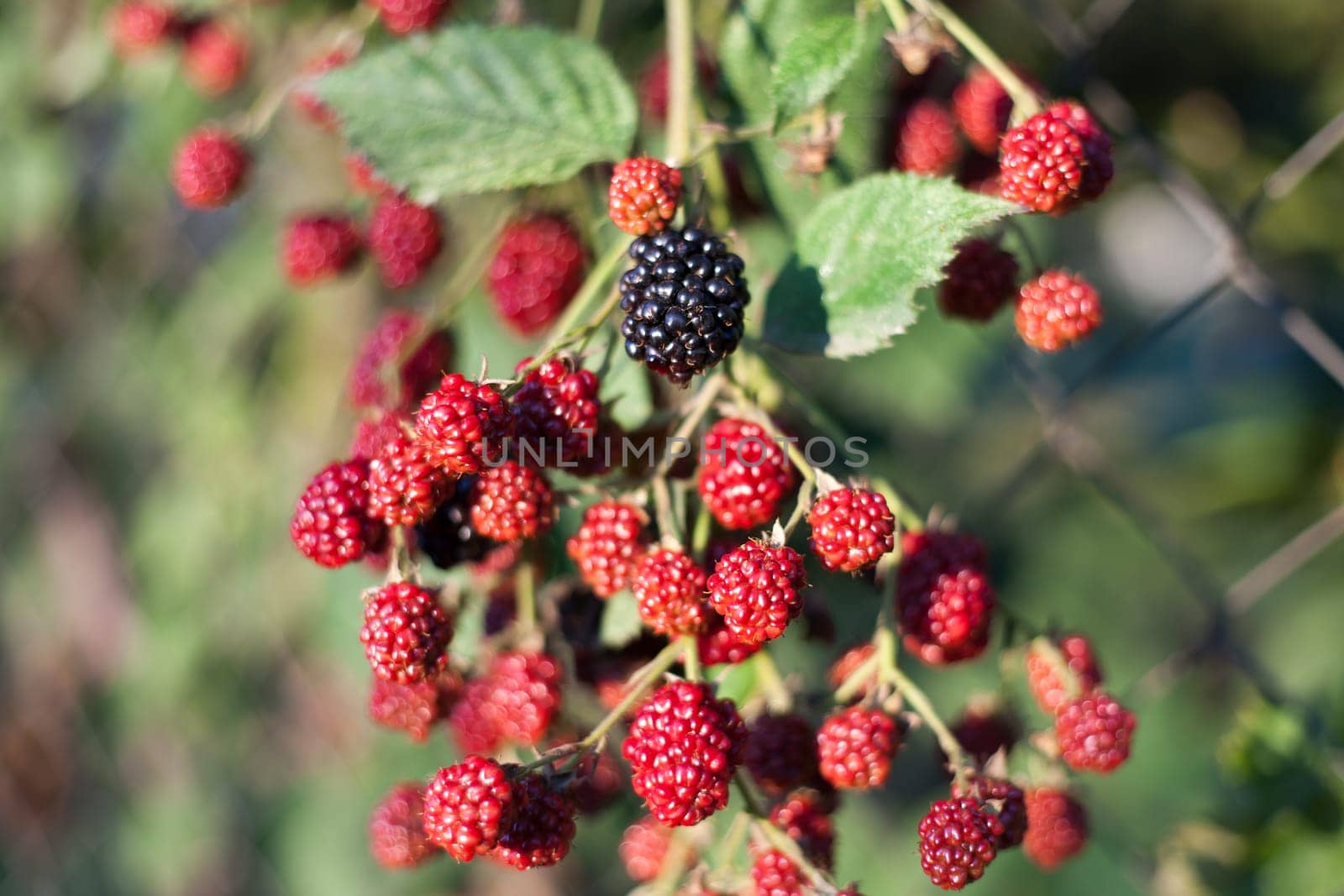 One black and a lot red blackberry on the stem.