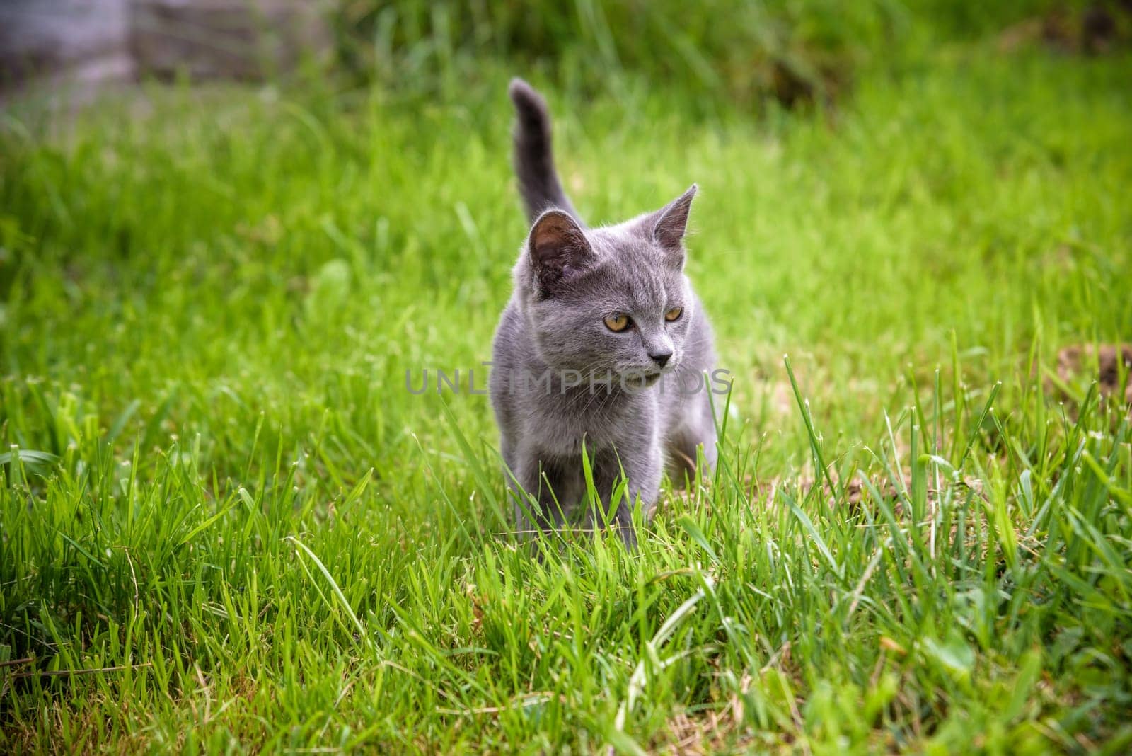 A small kitten is playing in the green grass and looking at the camera. A kitten is in the village learning to hunt. Playing with a cat outdoors.