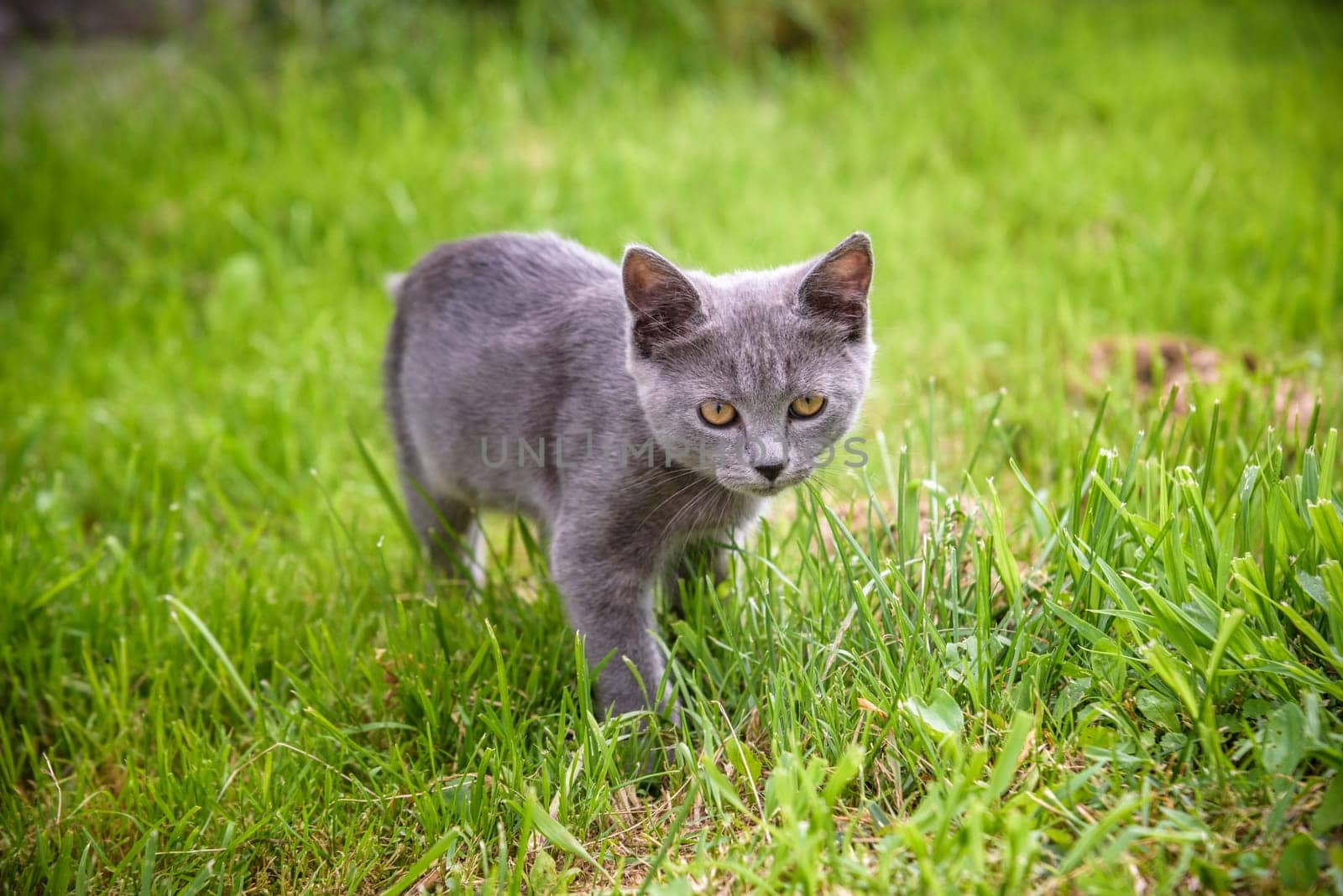 A small kitten is playing in the green grass and looking at the camera. A kitten is in the village learning to hunt. Playing with a cat outdoors.