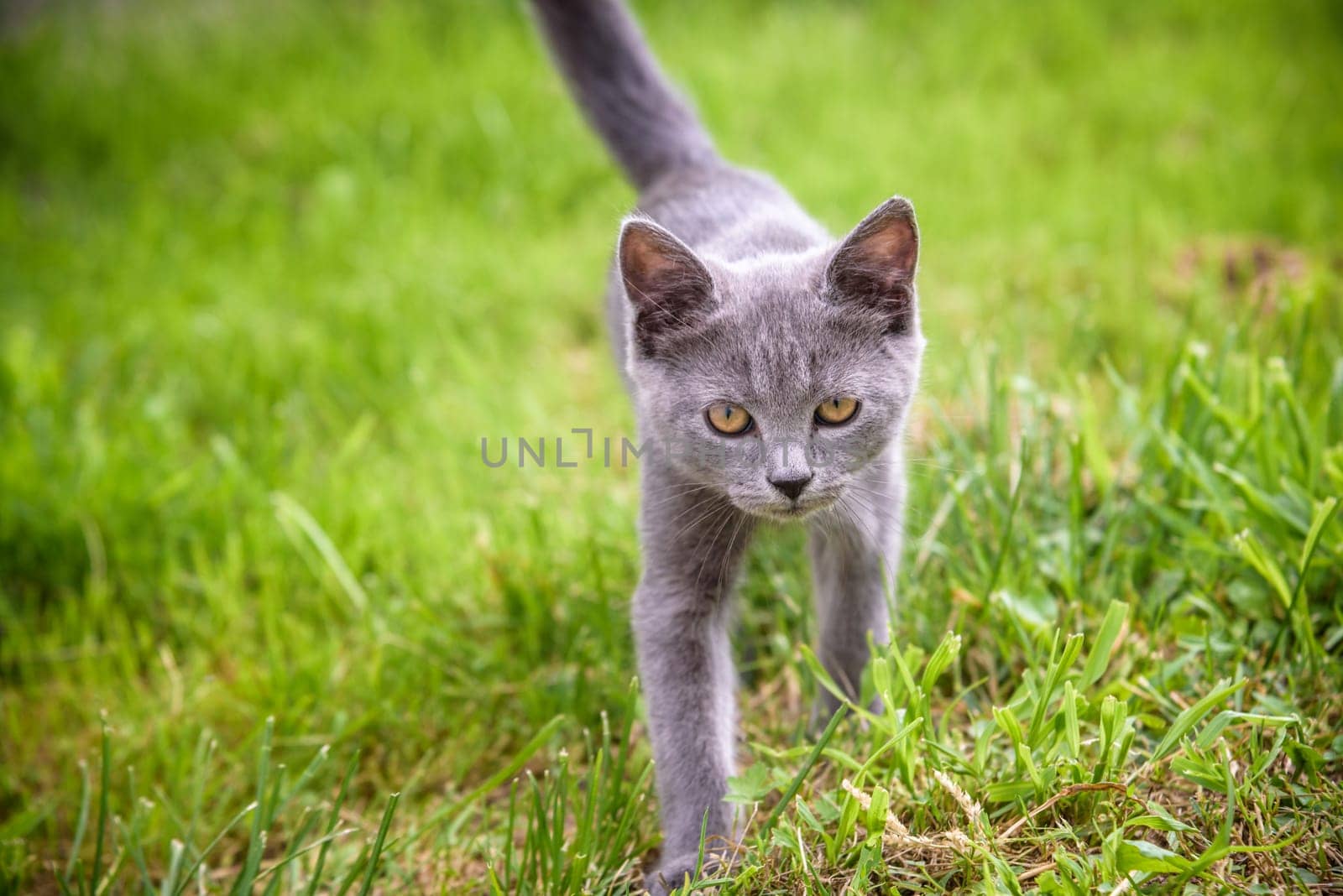 A small kitten is playing in the green grass and looking at the camera. A kitten is in the village learning to hunt. Playing with a cat outdoors.