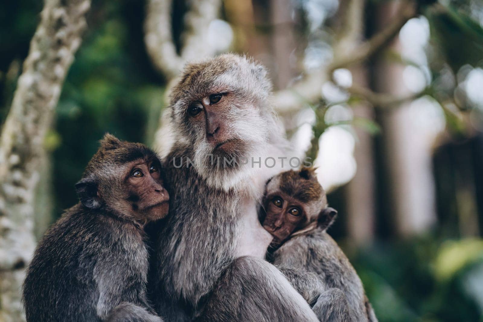 Close up shot of monkey family hugging each other. Adorable macaques cuddling in sacred monkey forest