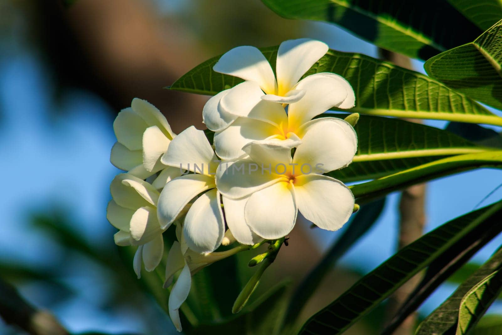 Plumeria, white, blooming Is the national flower of Laos