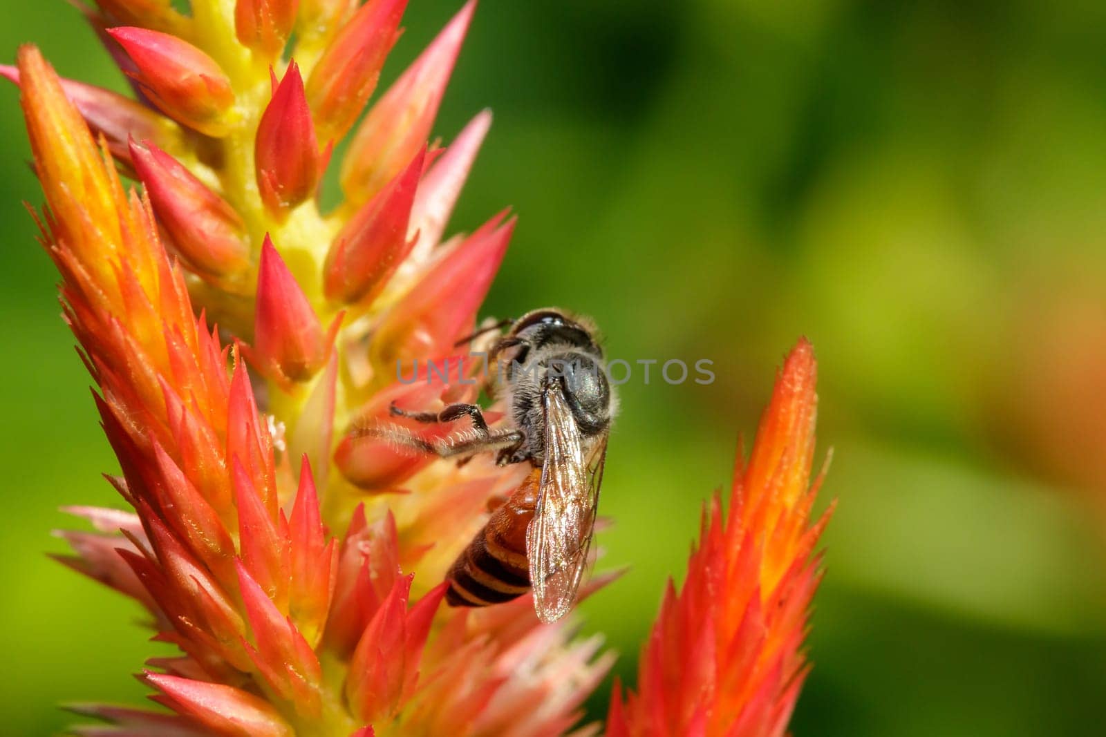 Bee on orange flowers To suck the sweet water